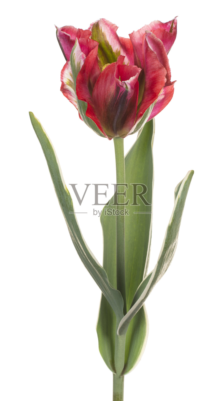 郁金香花孤立照片摄影图片