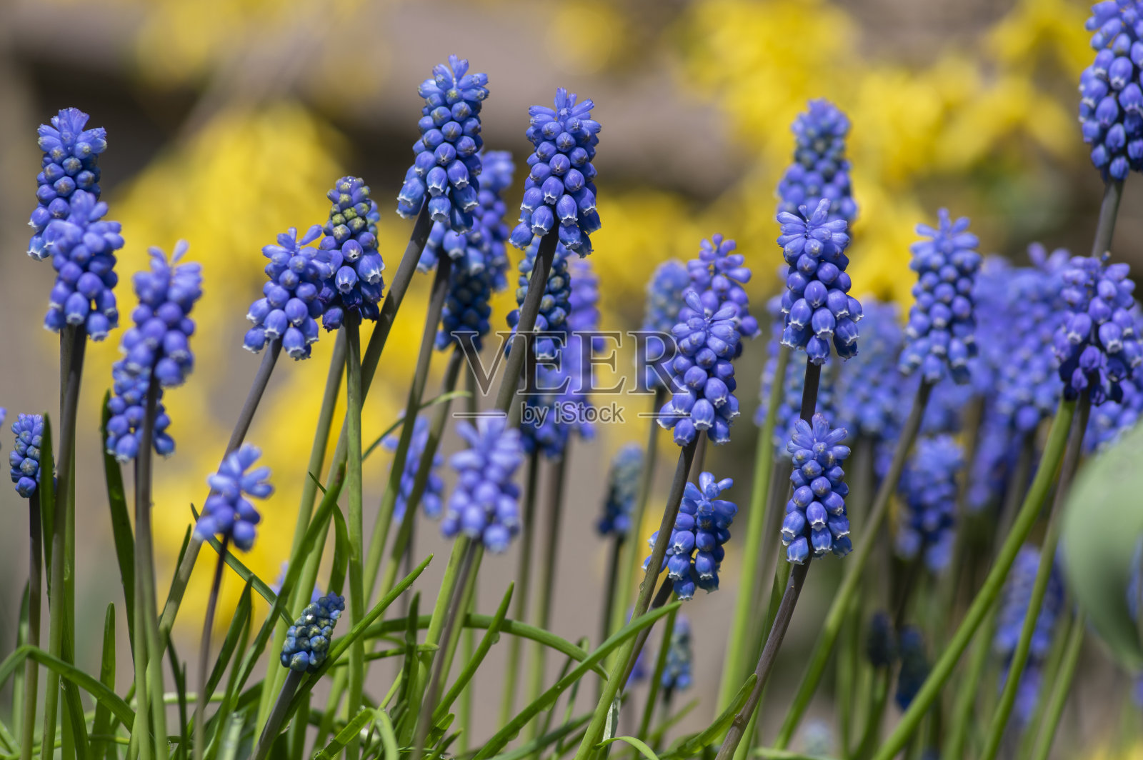 春日观赏鲜花盛开，亚美尼亚风信子开花蓝色植物在花园里照片摄影图片