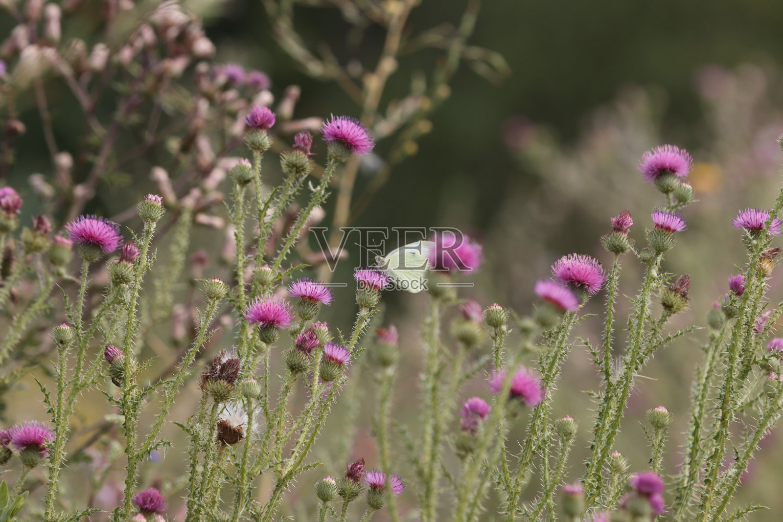 蝴蝶以花的花蜜为食。照片摄影图片