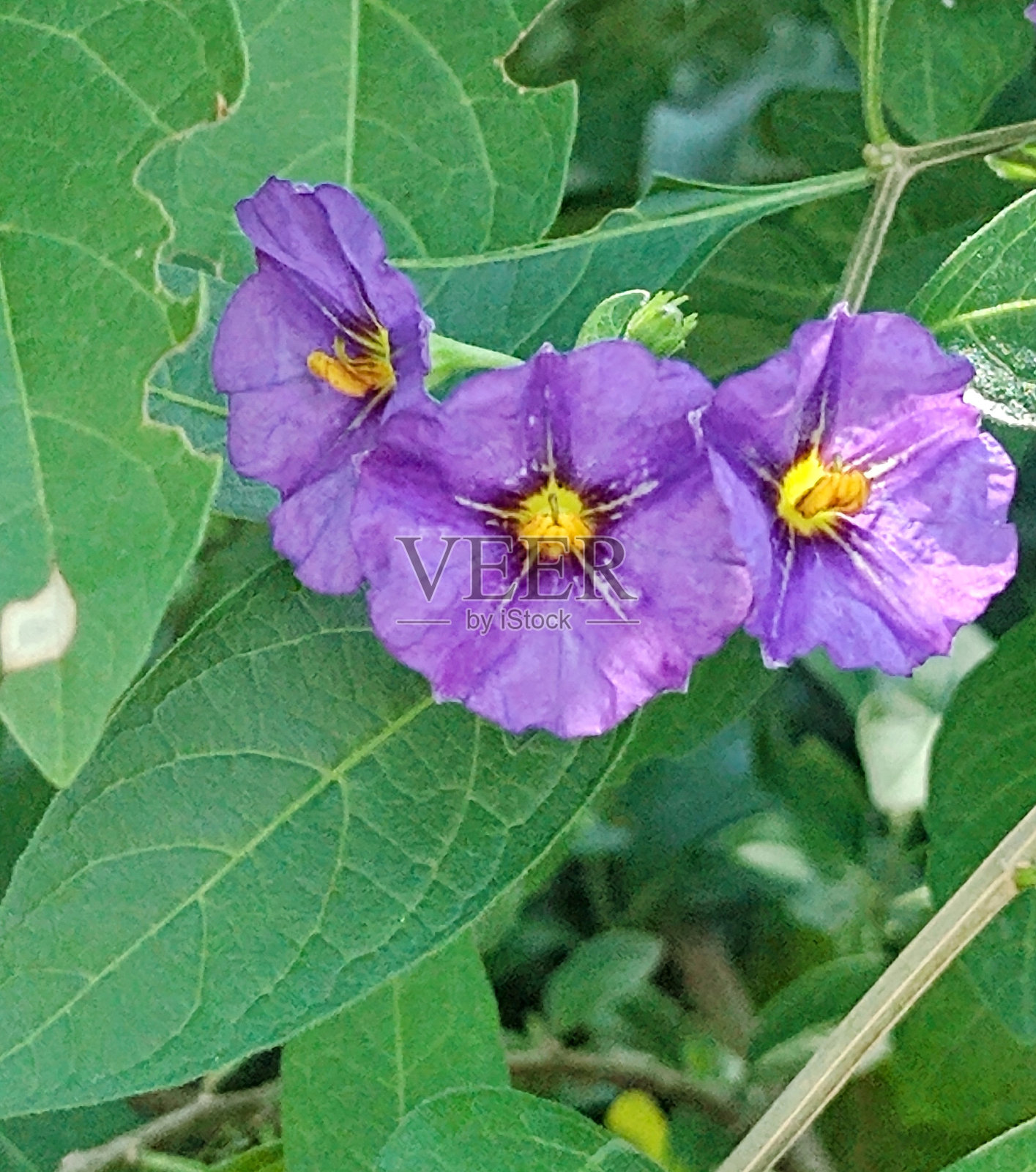 紫色的花照片摄影图片