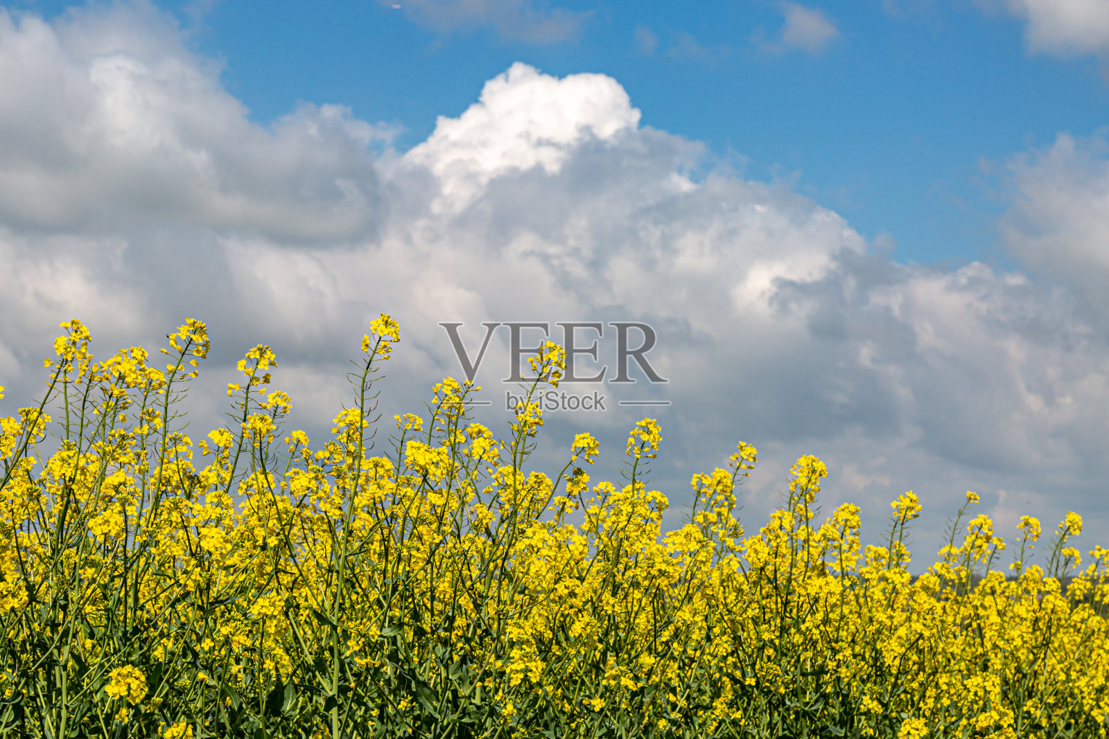 在春天的阳光下生长的油菜籽/油菜籽作物照片摄影图片