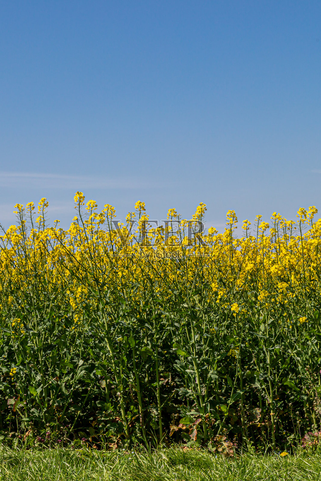 在春天的阳光下生长的油菜籽/油菜籽作物照片摄影图片