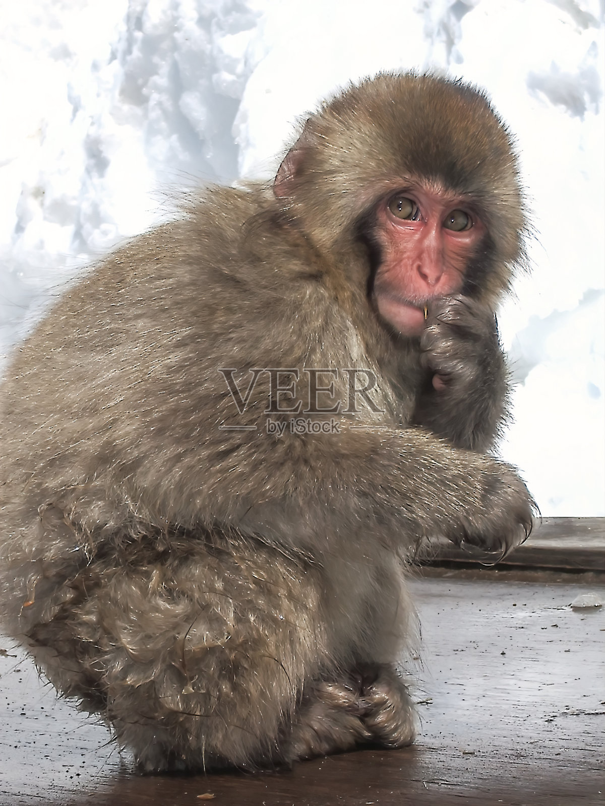 日本雪猴照片摄影图片