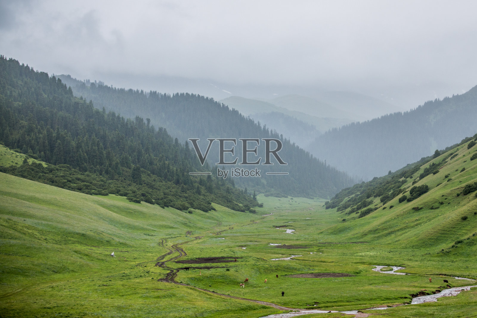 山脚下山谷里一望无际的大草原。俯瞰青山。山上，绿树成荫照片摄影图片