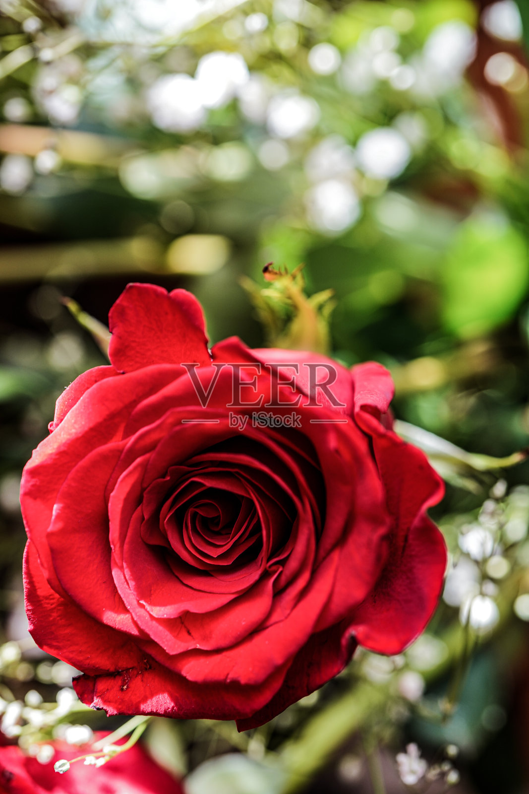 红玫瑰和婴儿气息，复印空间照片摄影图片