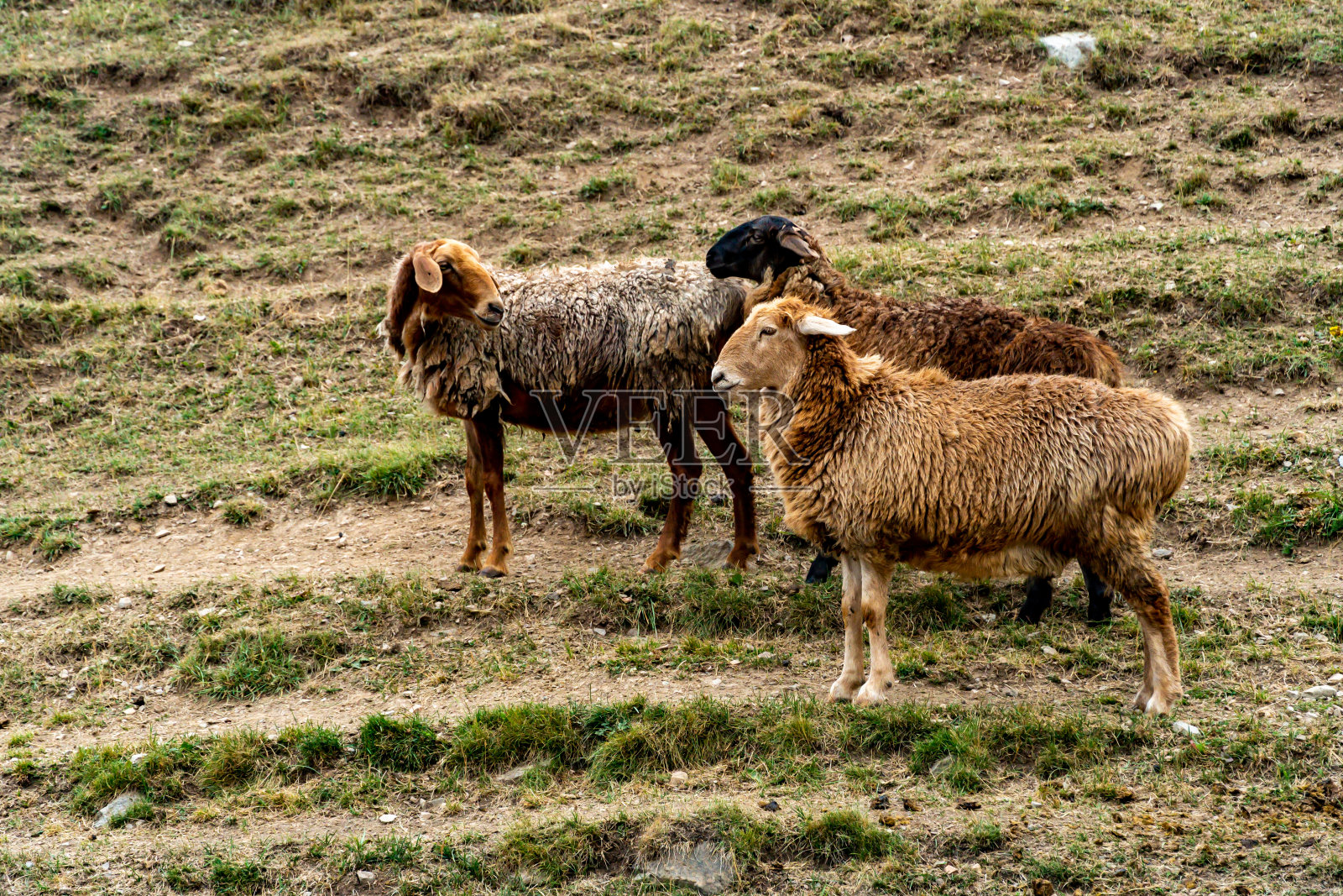 羊在草地上吃草。羊在山脚下吃草。宠物在大草原上散步照片摄影图片