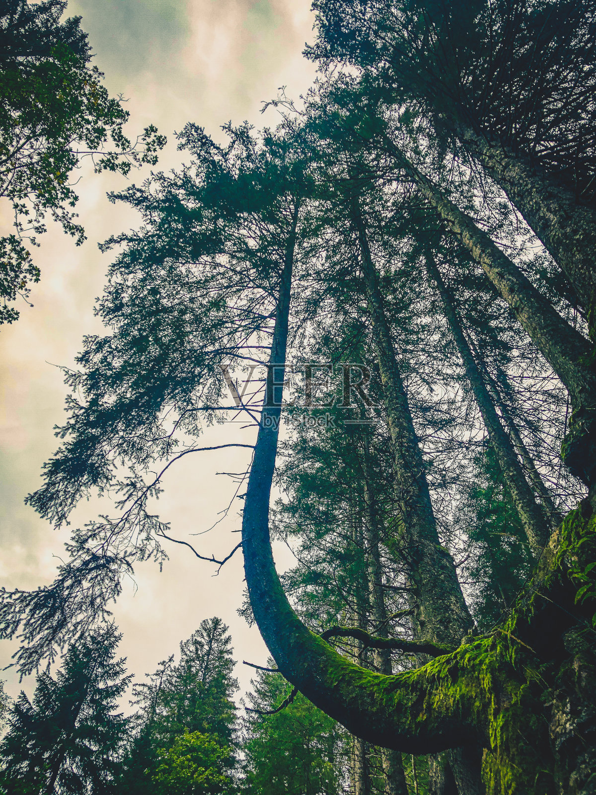 看到黑色森林的树梢。照片摄影图片