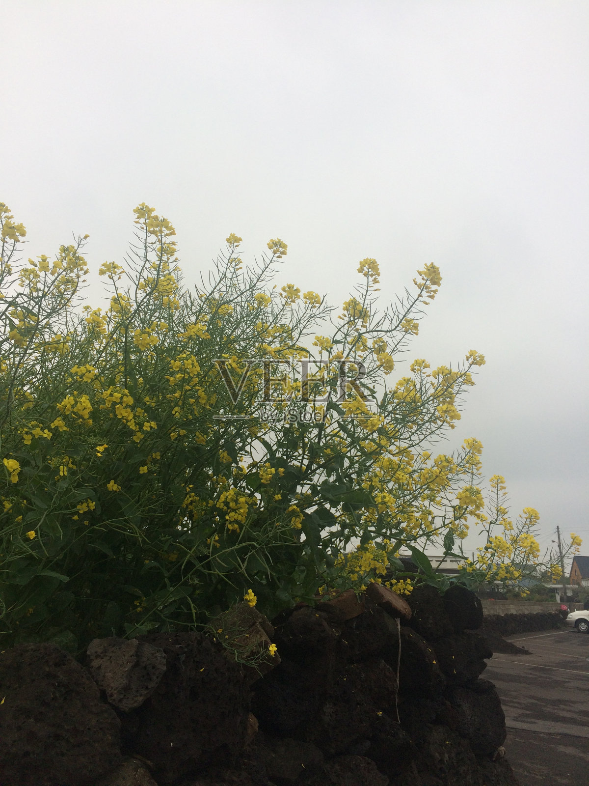 油菜籽照片摄影图片