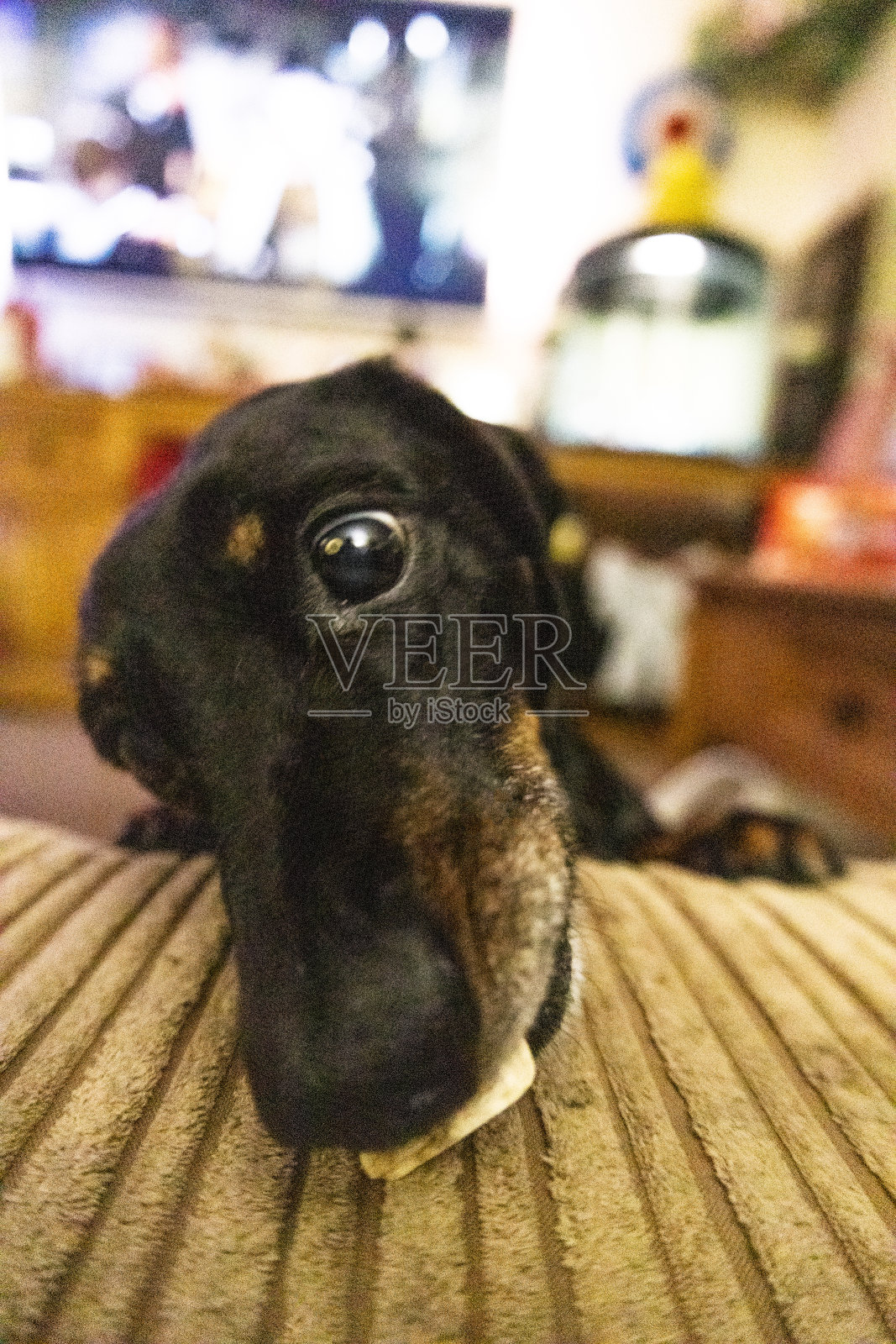 腊肠狗治疗照片摄影图片