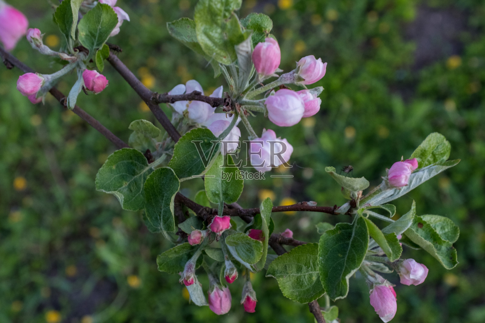 一棵开花的苹果树的树枝，特写镜头。开花苹果树粉红色的花出版，设计，海报，日历，壁纸，卡片，横幅，封面，网站。放置设计或文本的地方照片摄影图片