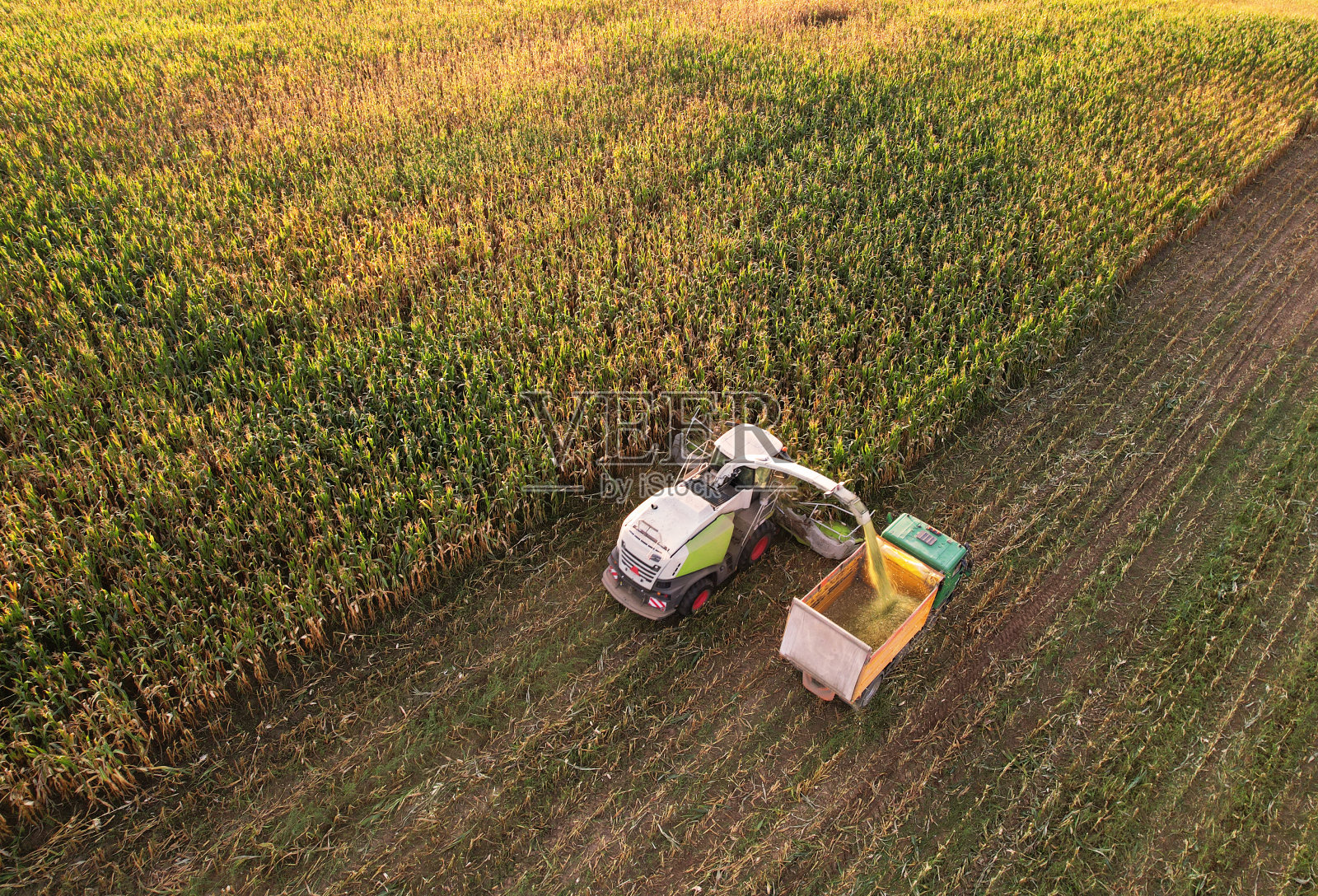 玉米收获与饲料收获机在田野，鸟瞰图。收割玉米用于农业和青贮照片摄影图片