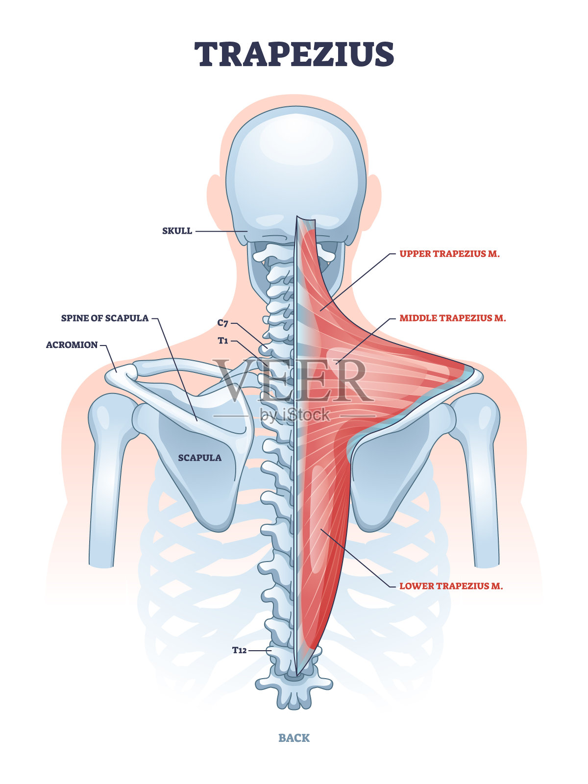 斜方肌与人体背部脊柱骨骼结构轮廓图插画图片素材