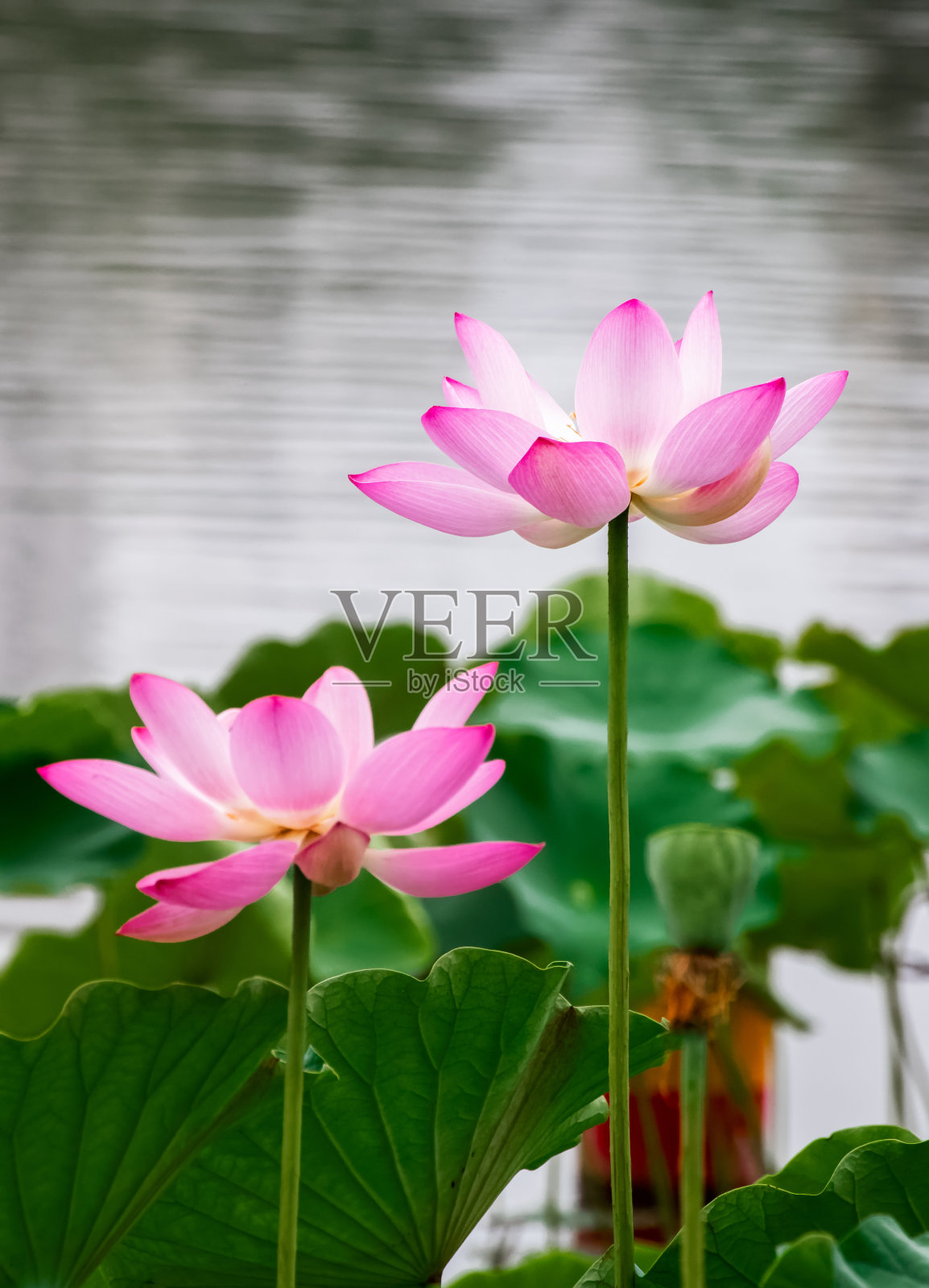 夏天盛开的荷花和荷叶照片摄影图片