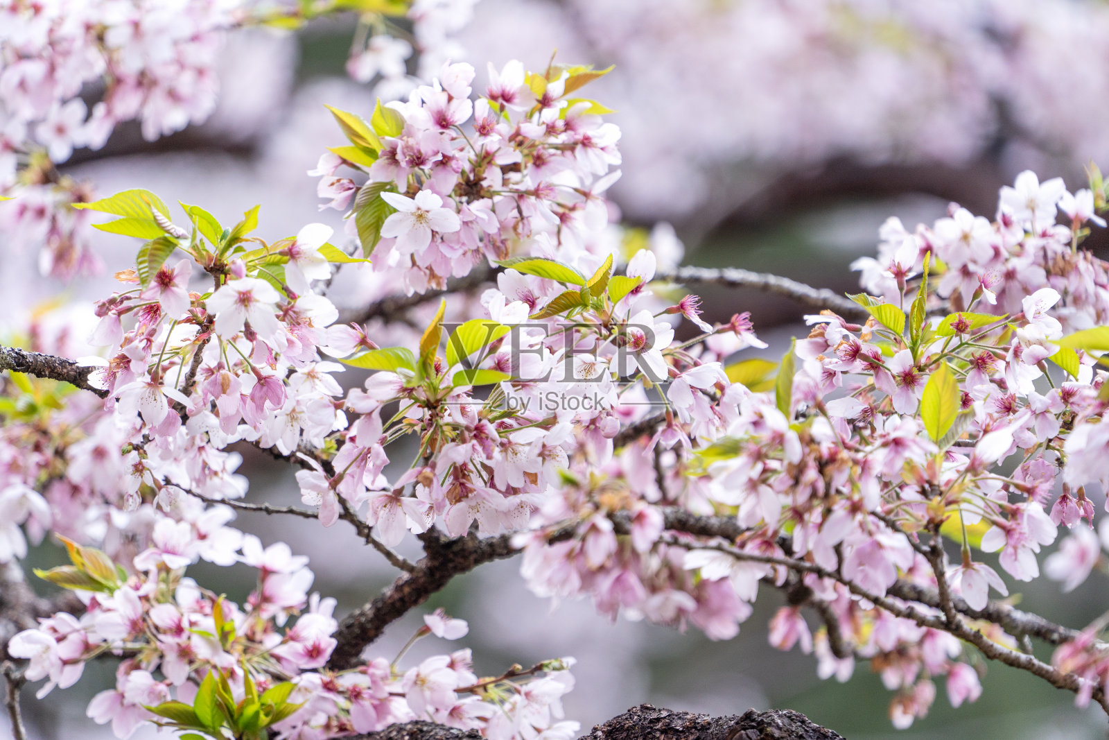 美丽的吉野樱花在台湾阿里山森林游憩区盛开发芽。照片摄影图片