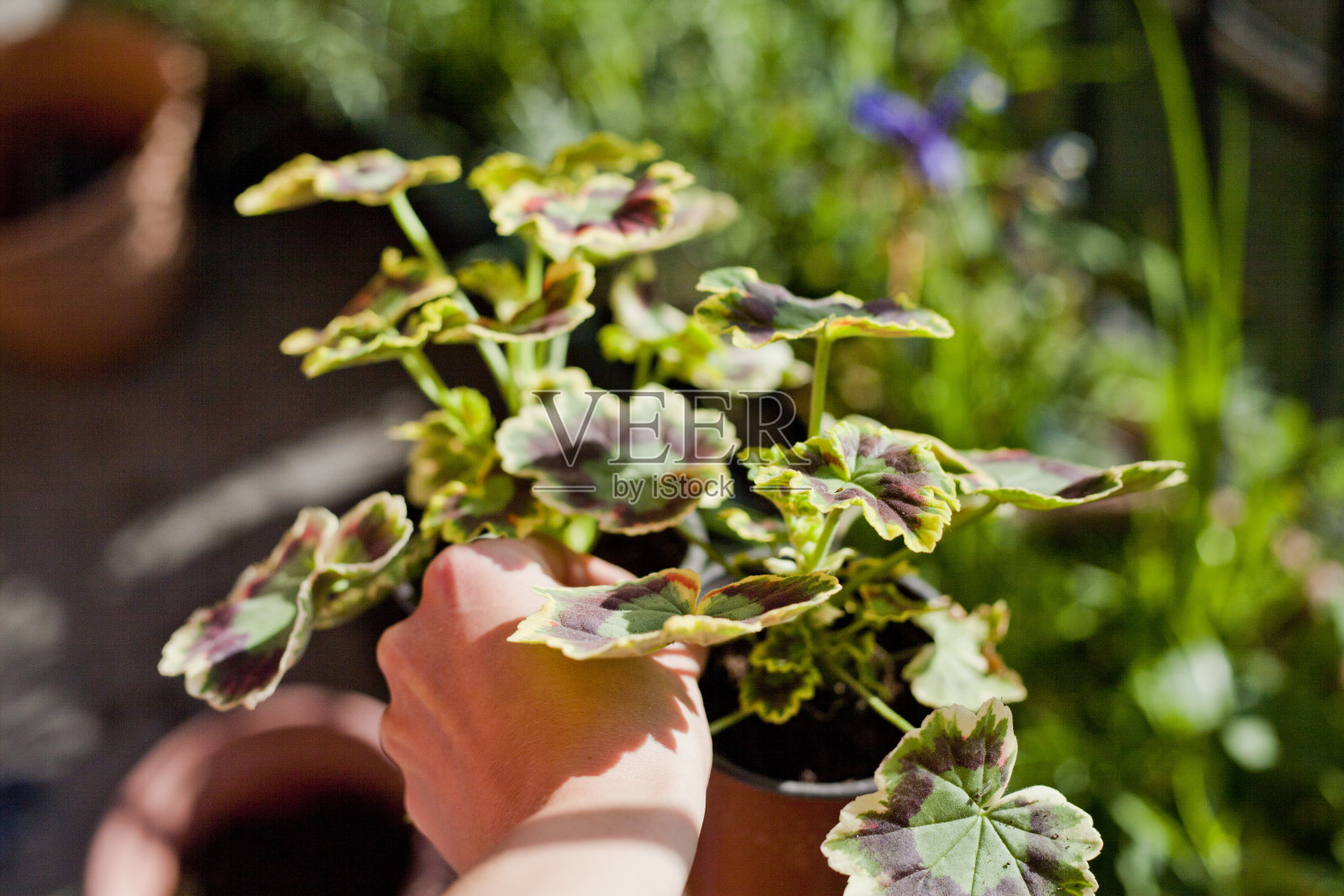 在阳光明媚的阳台上进行园艺活动——将三色天竺葵(天竺葵)移栽到盆中，配以红色、黄色和绿色的装饰叶片。照片摄影图片