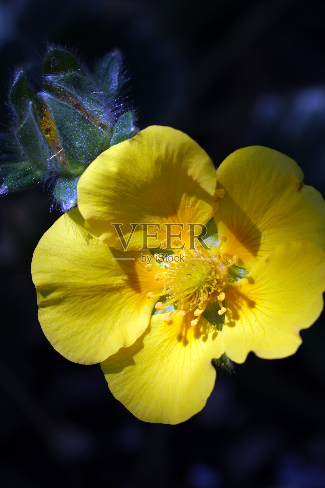 小可爱的黄色花，“千岛金白(金莲花)”近距离微距摄影在阳光下在树林中拍摄。照片摄影图片