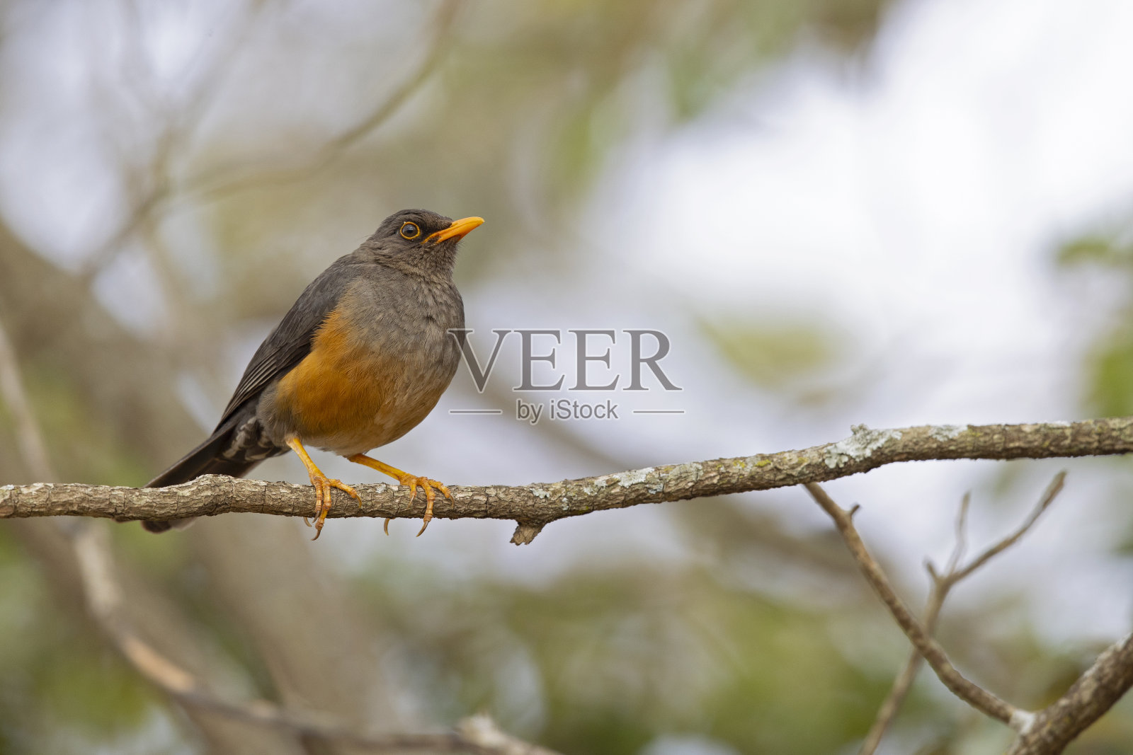 一只阿比西尼亚画眉(阿比西尼亚画眉)栖息在一棵树的树枝上。照片摄影图片