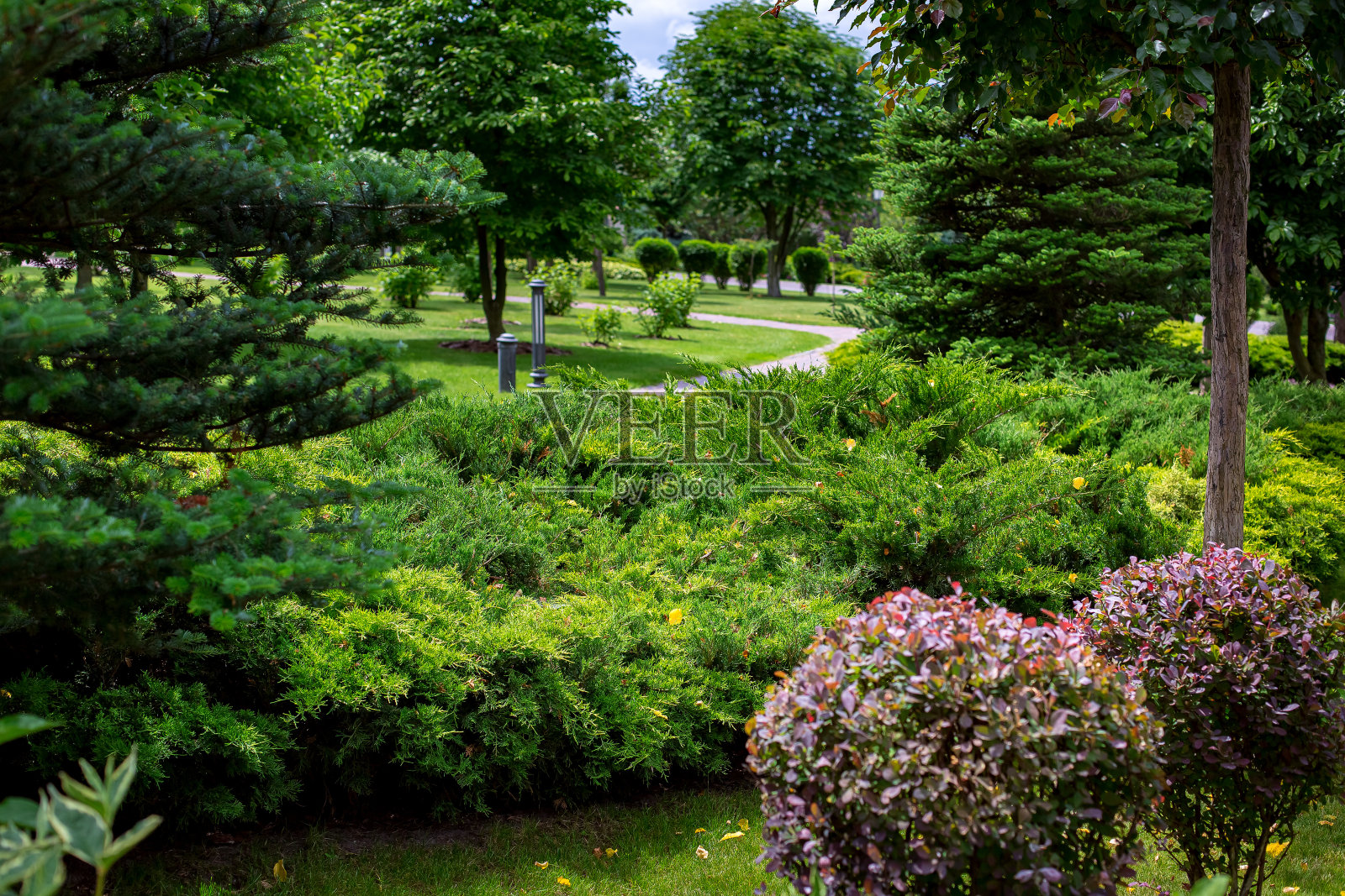 在一个气候宜人、阳光明媚的春日里，在一个生态友好的公园里，不同的生长植物与常绿松树和thuja灌木。照片摄影图片