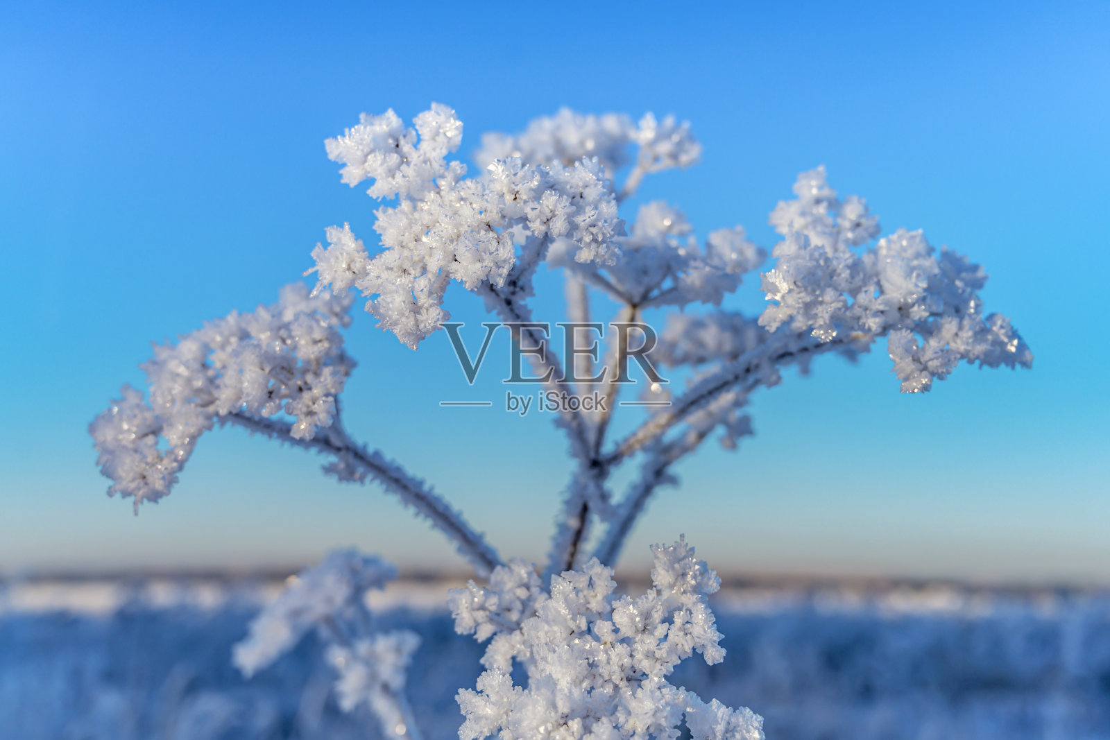 在一个结霜的清晨，一根结霜的草的树枝，在淡蓝色的天空的映衬下。照片摄影图片