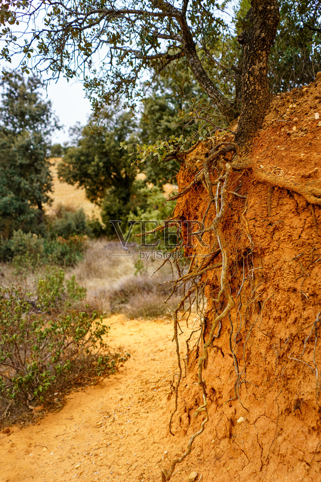 橡树的根悬在红土的小峡谷上。照片摄影图片
