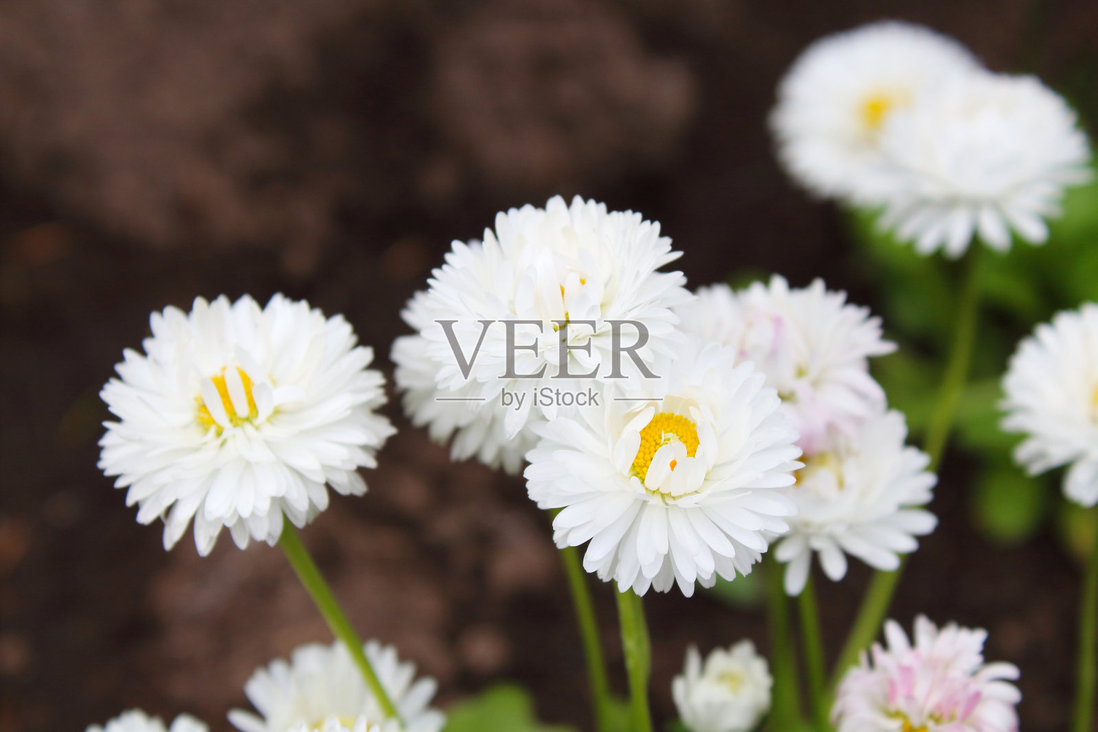 美丽的白色洋甘菊花。特写镜头。有选择性的重点。背景。照片摄影图片