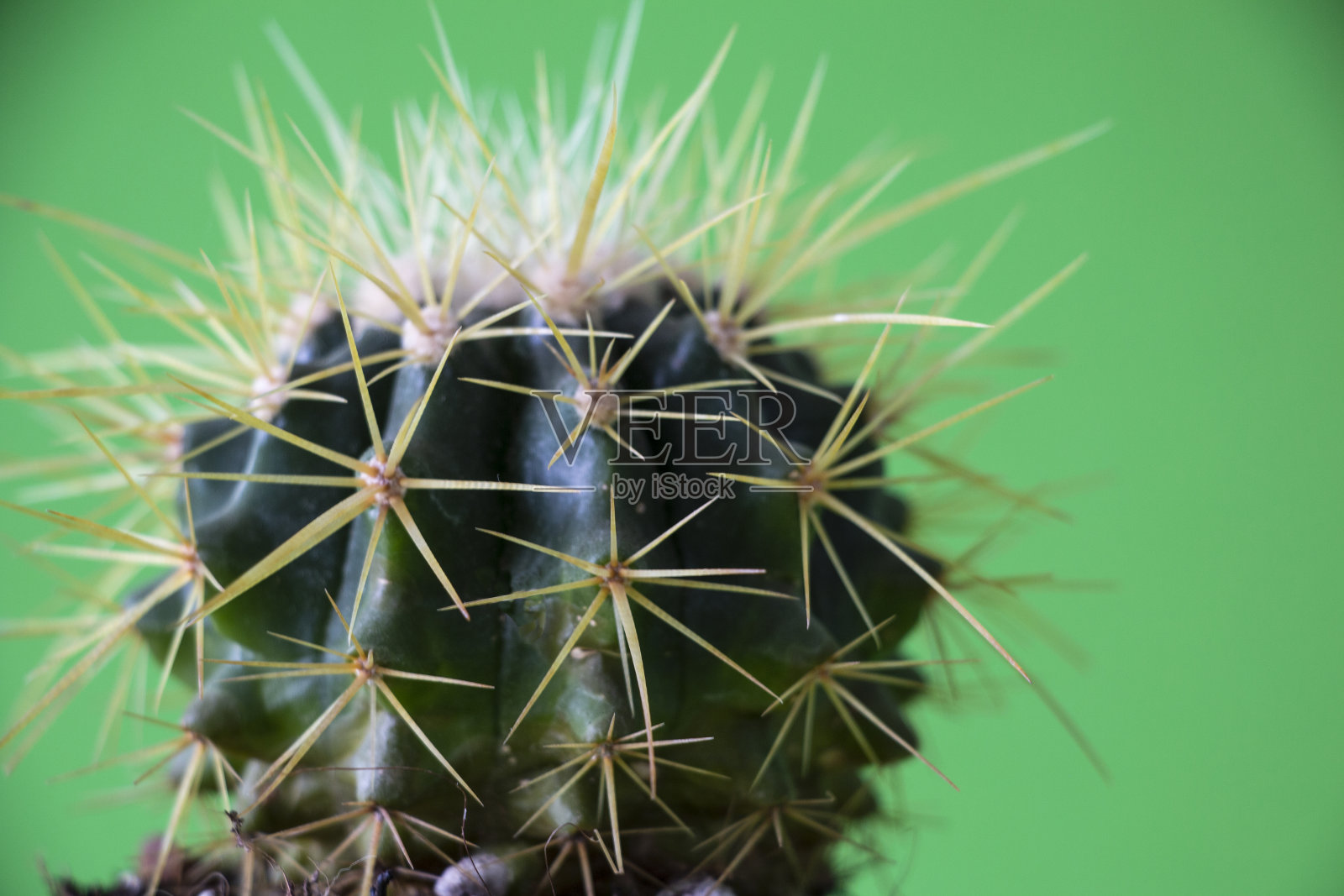 仙人掌，铅笔，五颜六色的东西照片摄影图片