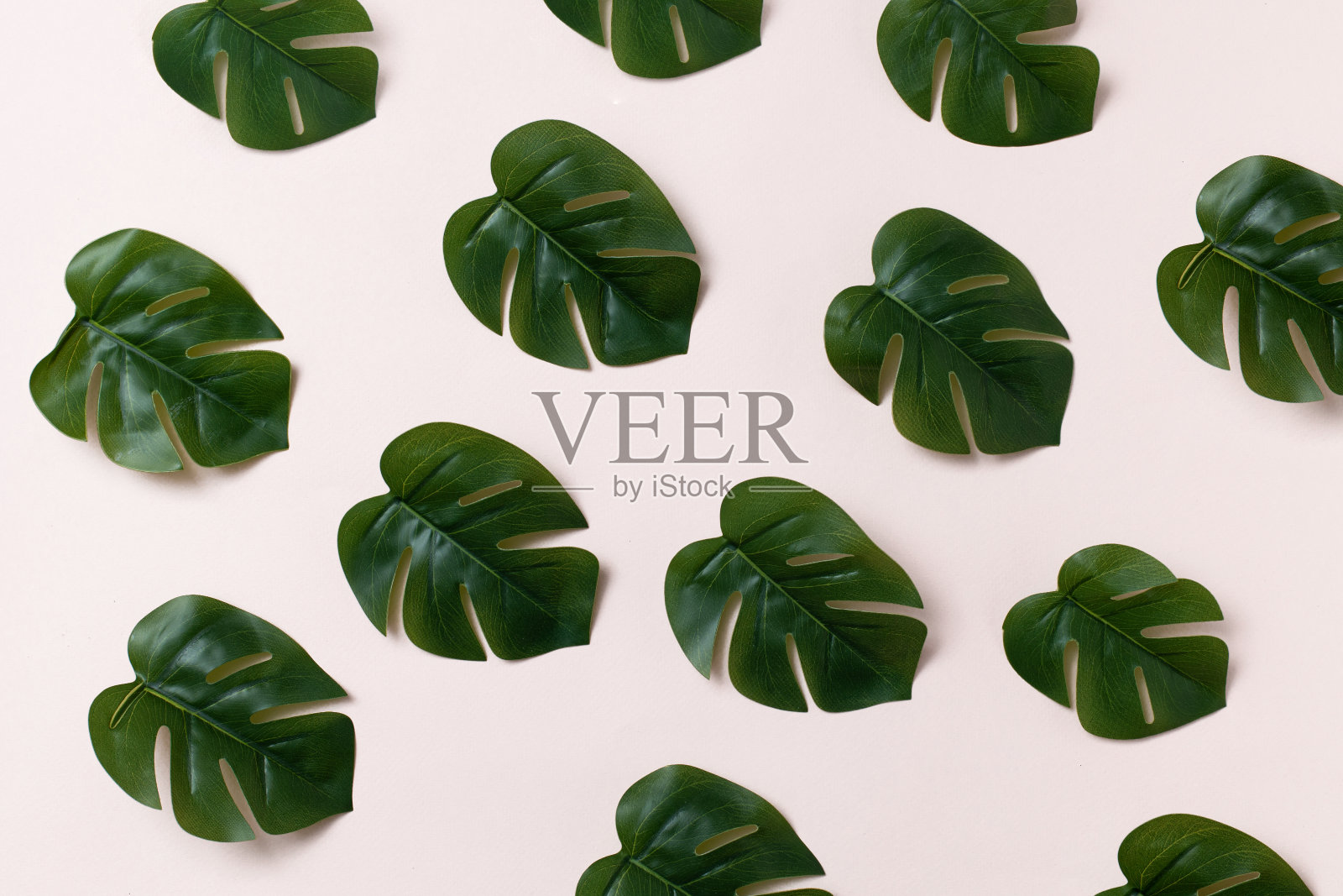 新潮的平躺与绿色的叶子，图案在粉红色的背景。现代设计。照片摄影图片