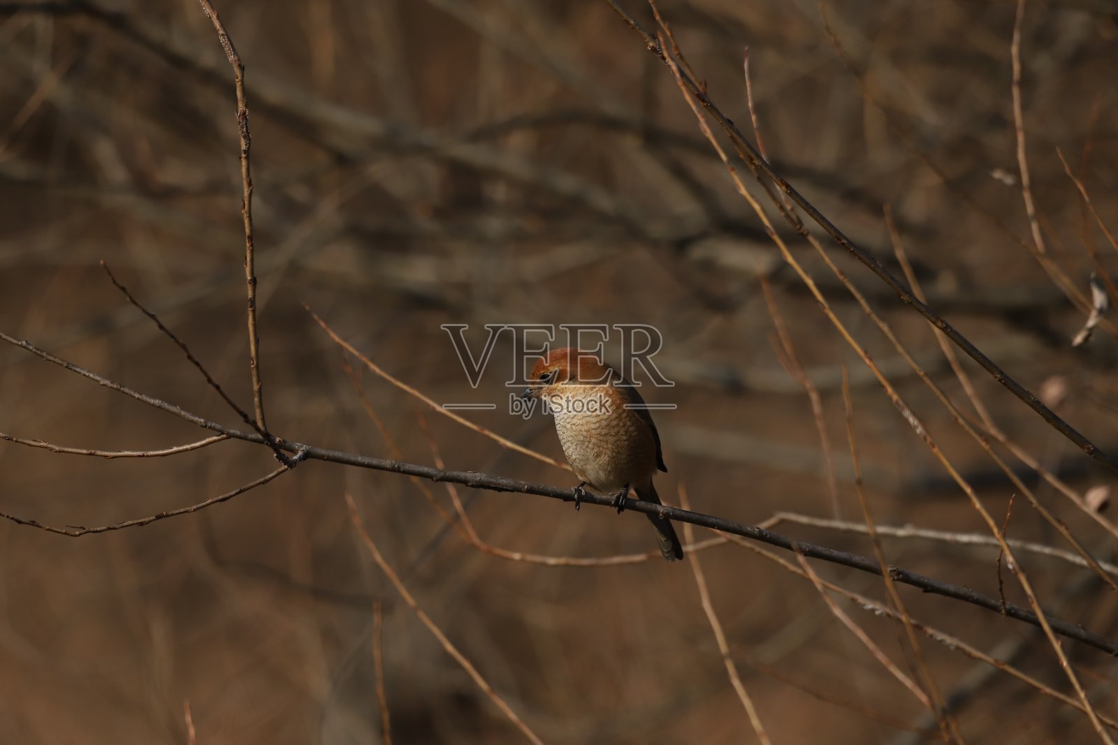 VH560-000 史瑞克1.jpg照片摄影图片