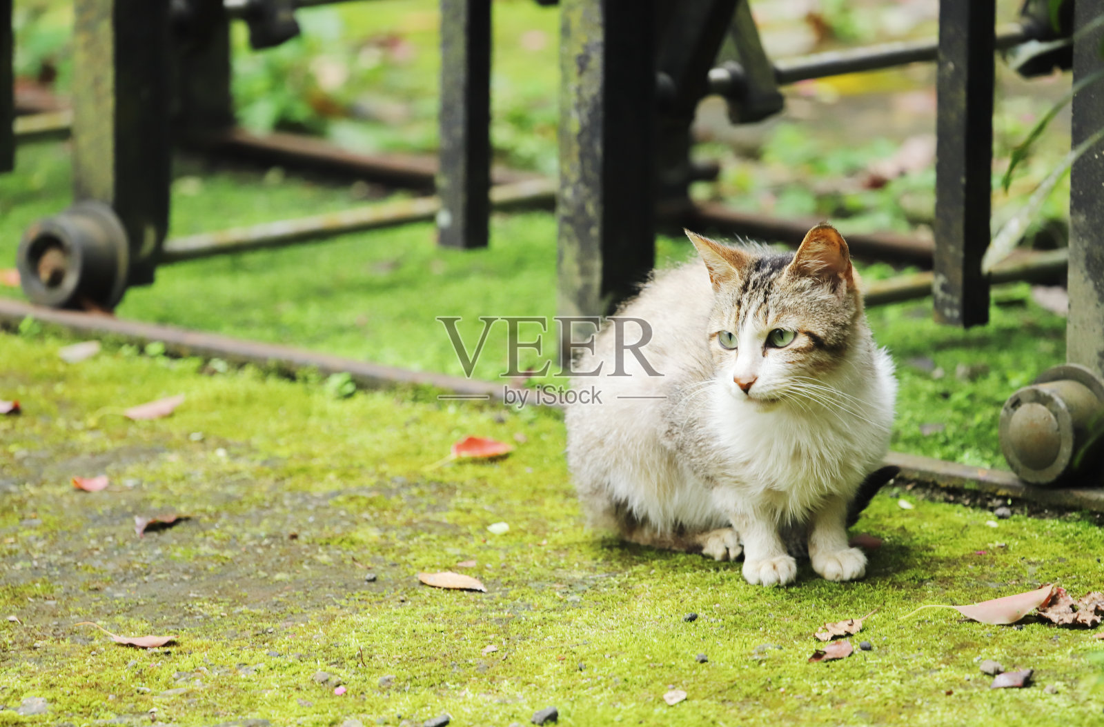 一只猫。照片摄影图片