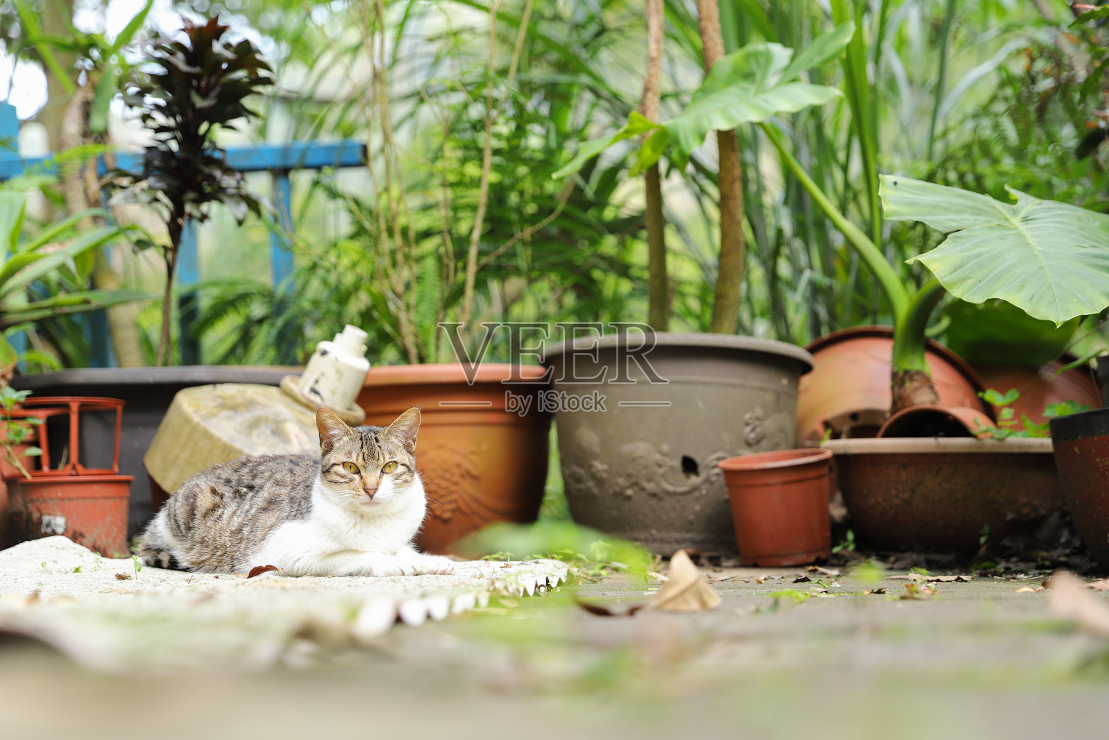 一只猫。照片摄影图片