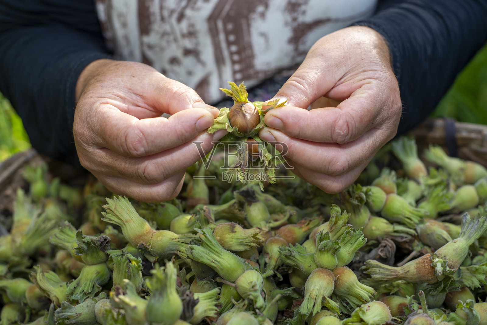 那位采摘榛子的妇女刚从榛子果园出来，她从装满榛子的大篮子里拿出榛子，把它们剥下来。照片摄影图片