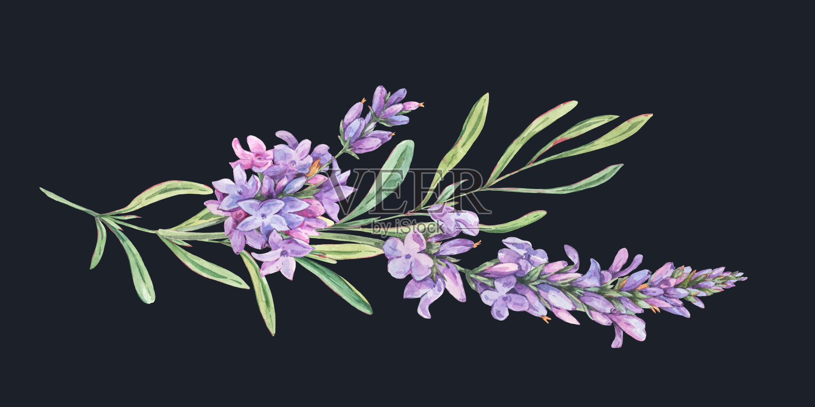 水彩薰衣草花自然插图在复古风格孤立在黑色背景。丁香植物贺卡插画图片素材
