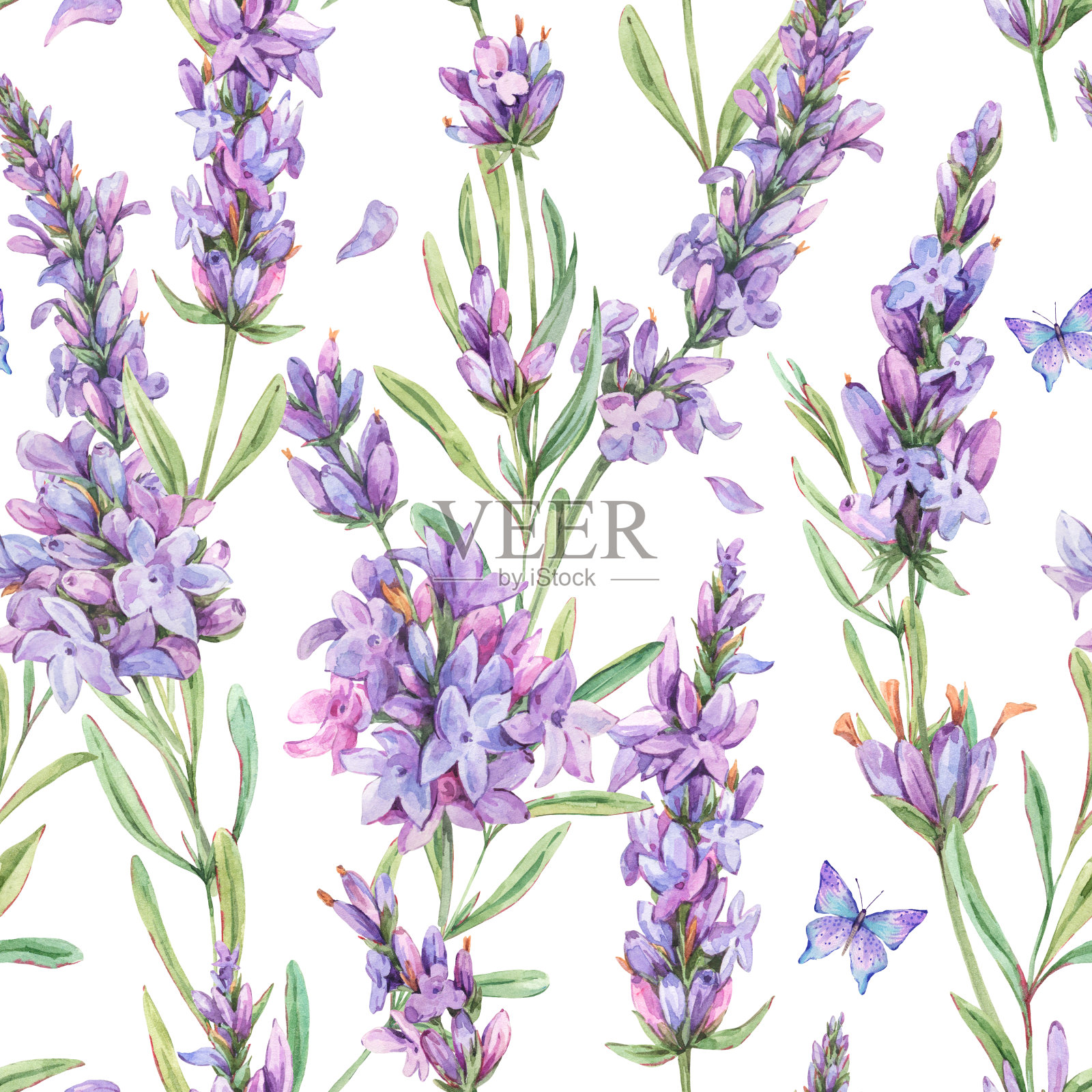 水彩薰衣草花自然无缝图案在复古风格的白色背景。淡紫色的植物结构插画图片素材