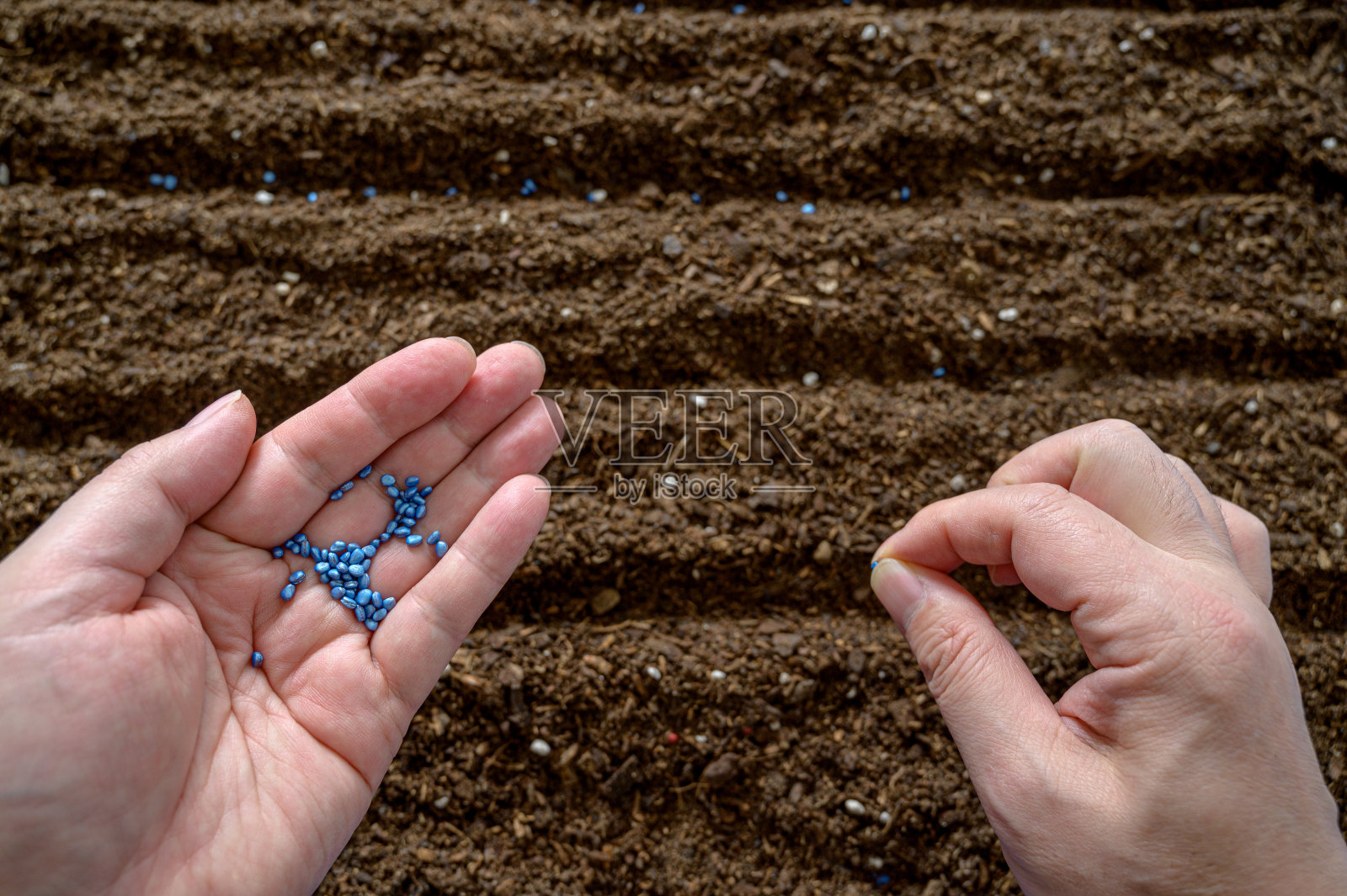 农民的手在土壤里播种照片摄影图片