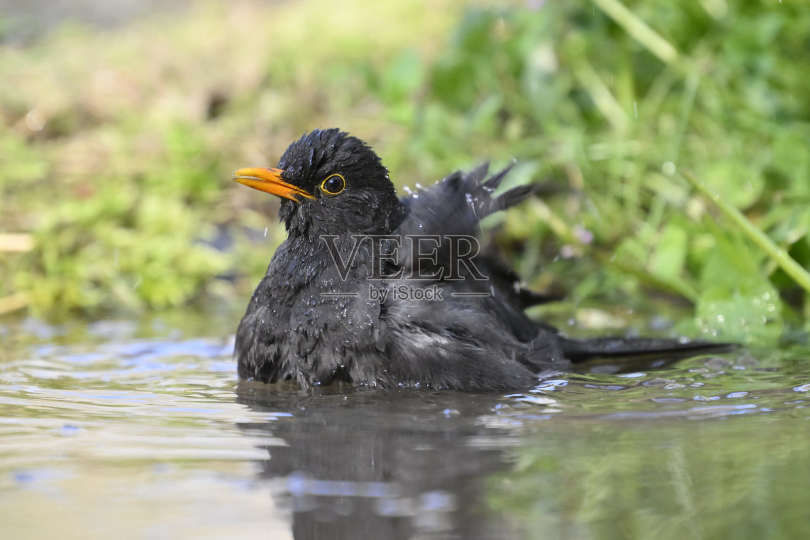 男性洗黑鸟照片摄影图片