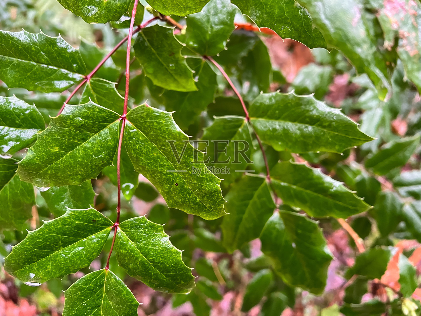 森林里又绿又湿的植物。照片摄影图片