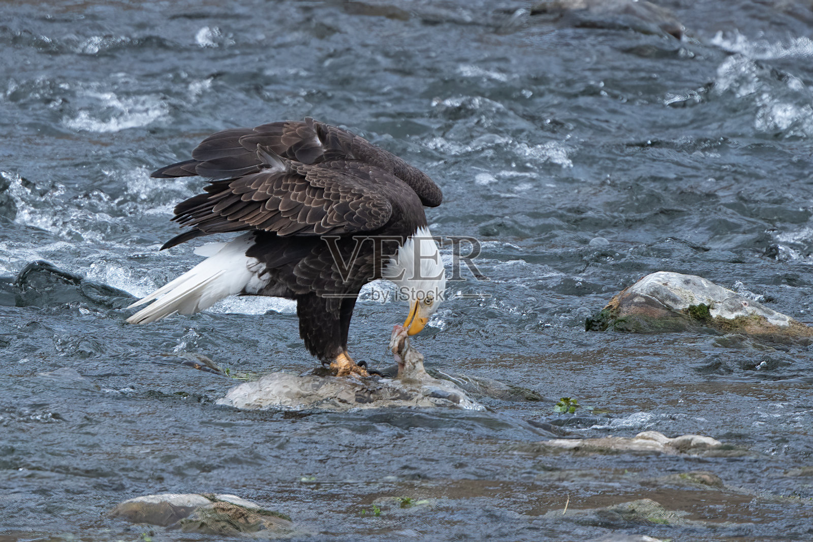 黄石公园的白头鹰和鱼在河石上平衡照片摄影图片