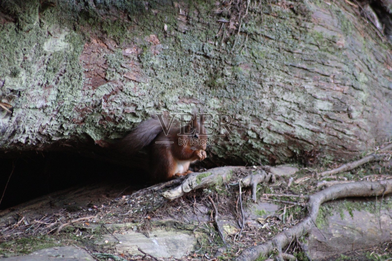 松鼠照片摄影图片