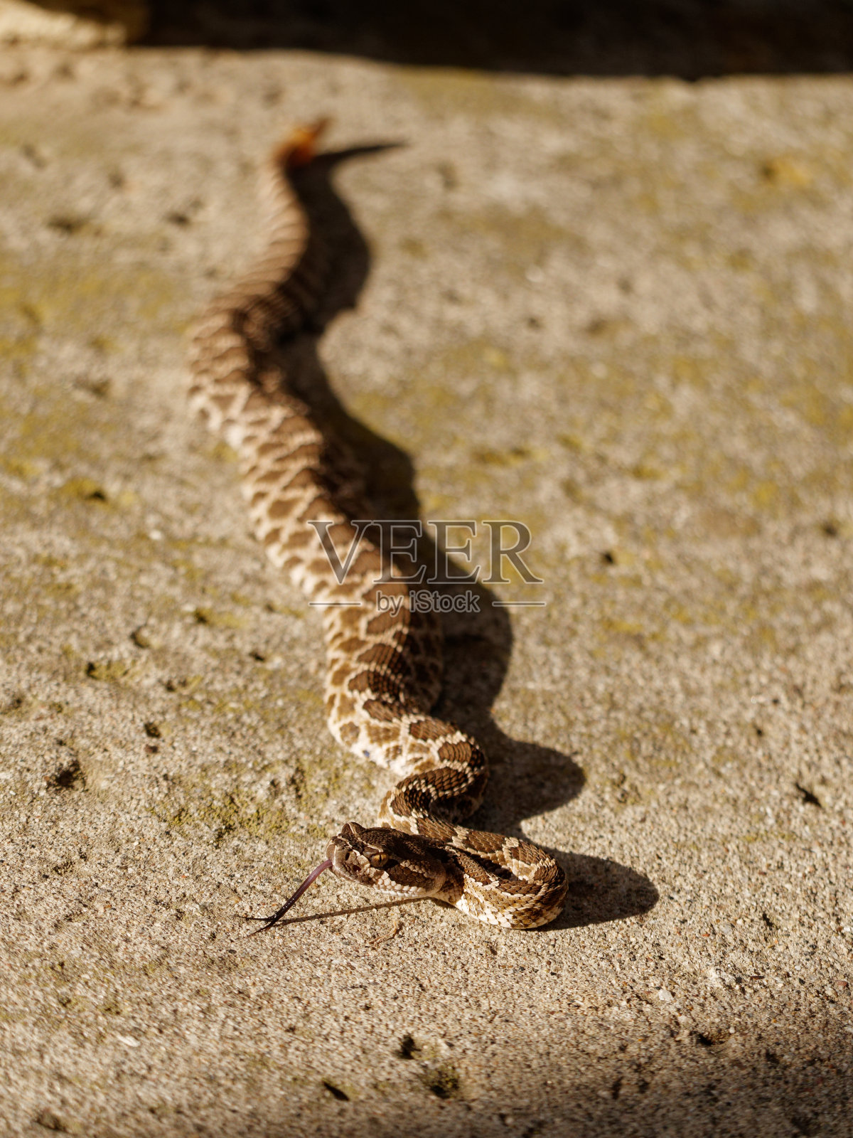 南太平洋响尾蛇照片摄影图片