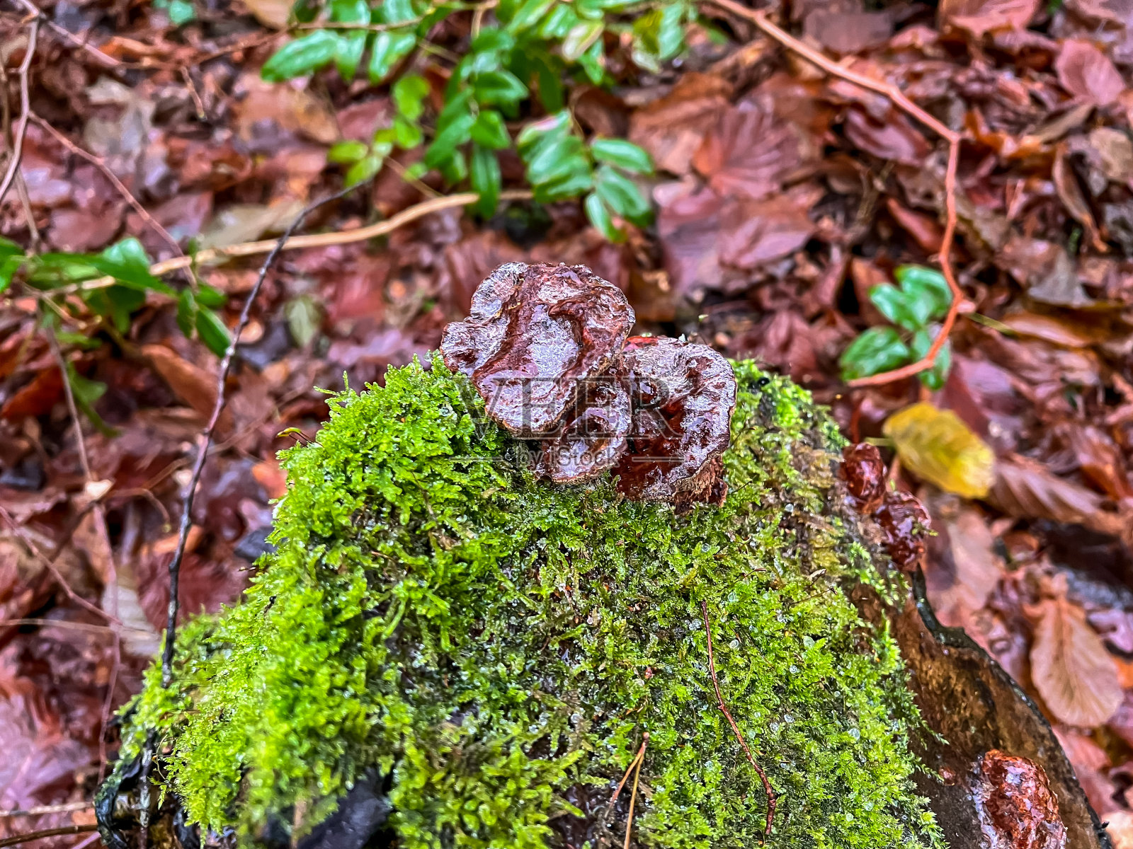 长满苔藓的湿树桩上的蘑菇。照片摄影图片
