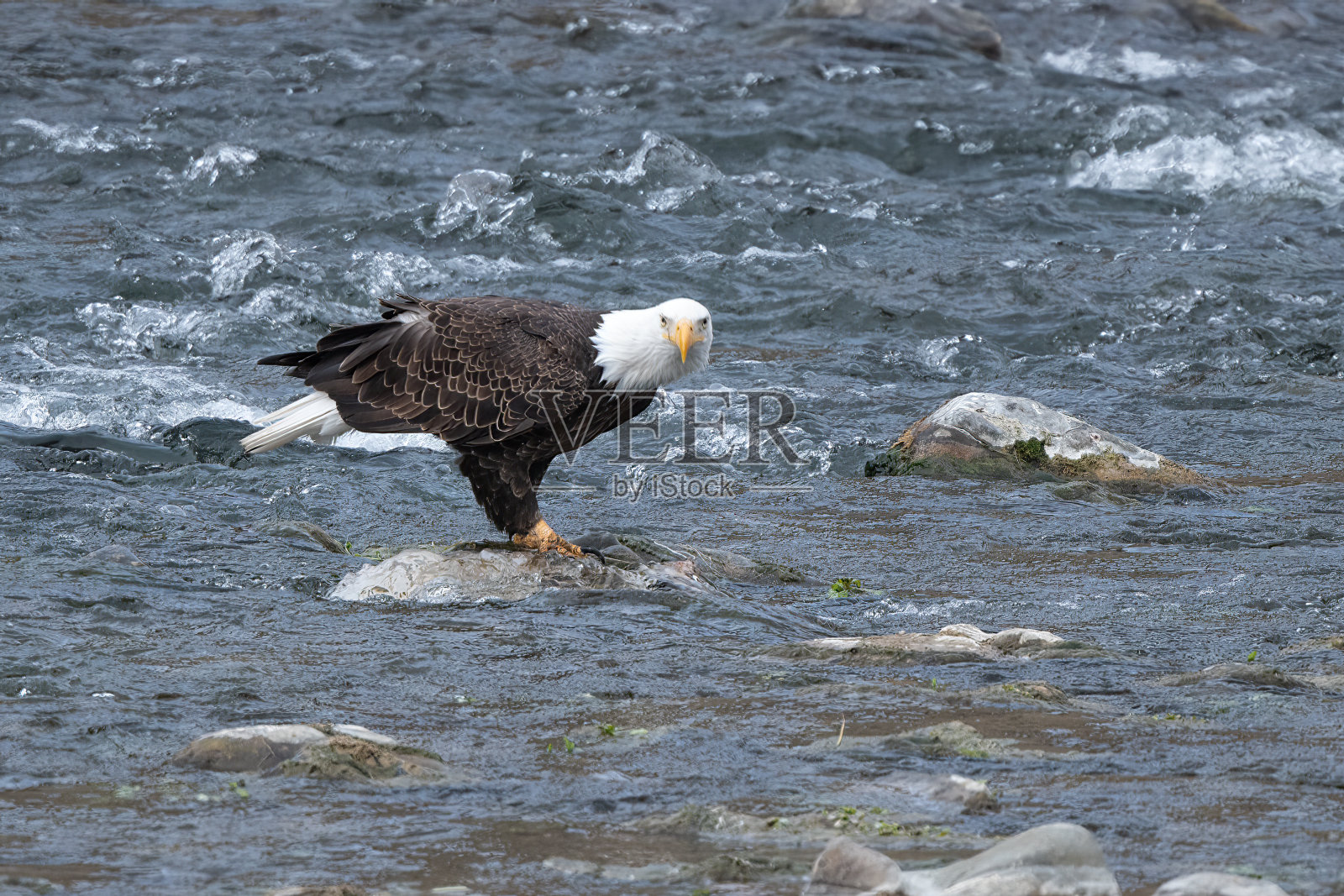 黄石公园，白头鹰和鱼在河边的岩石上看相机照片摄影图片