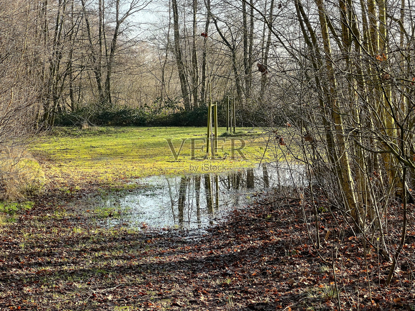 冬天的时候，树林之间有一滩水。照片摄影图片