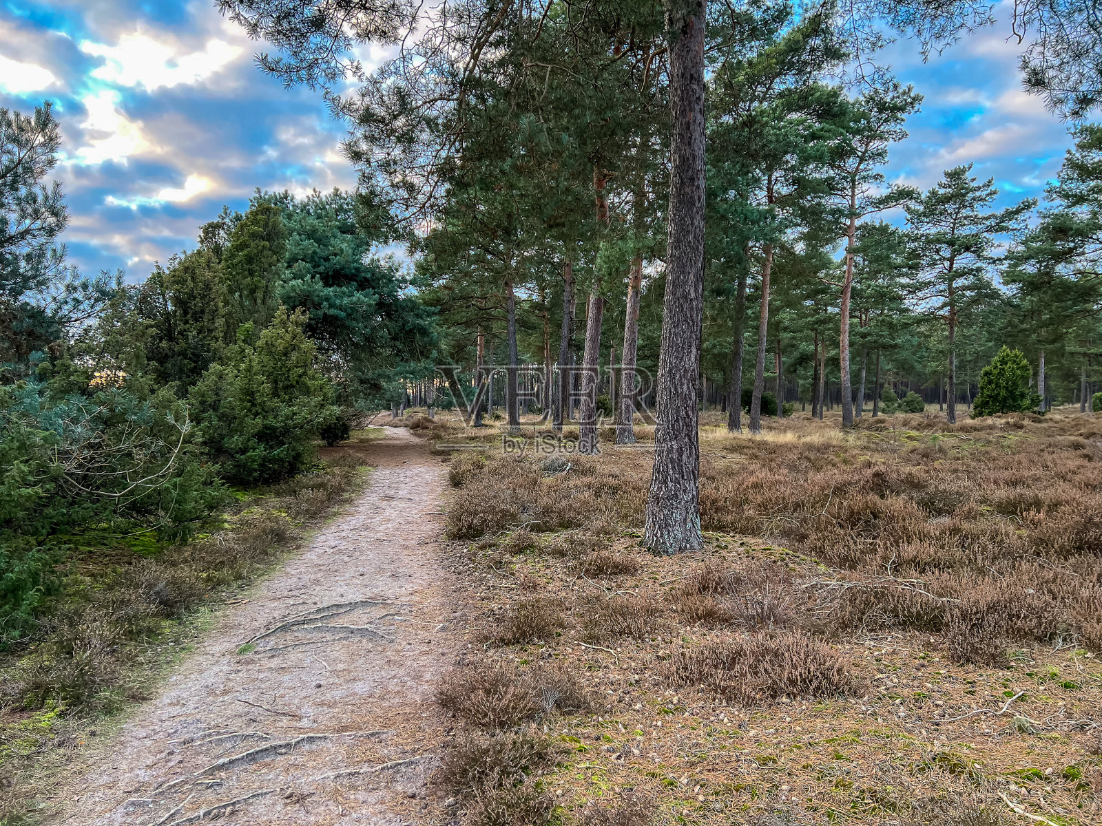 在寒冷的冬天，一条穿过石南荒原的小路就在德国一个叫做“林根”的城市旁边。照片摄影图片