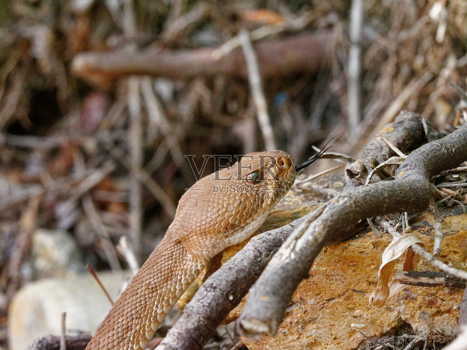 红色钻石响尾蛇照片摄影图片