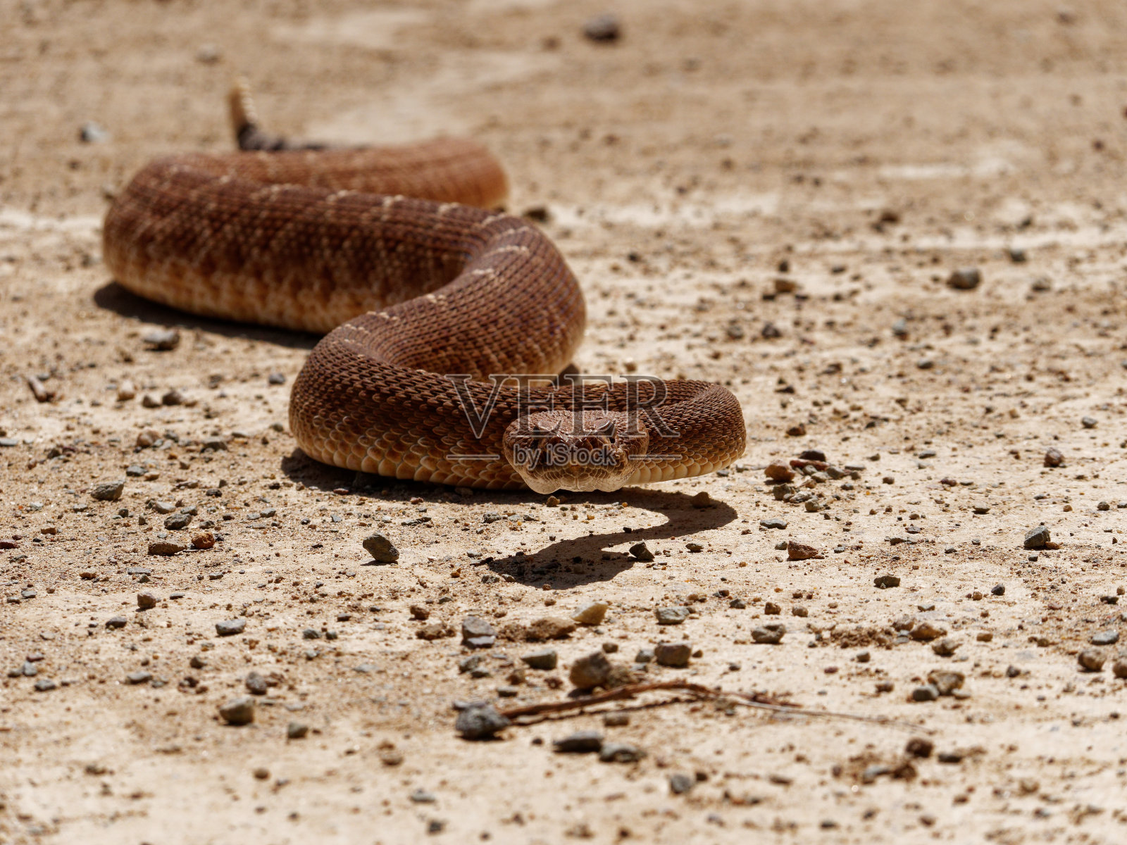 红色钻石响尾蛇照片摄影图片