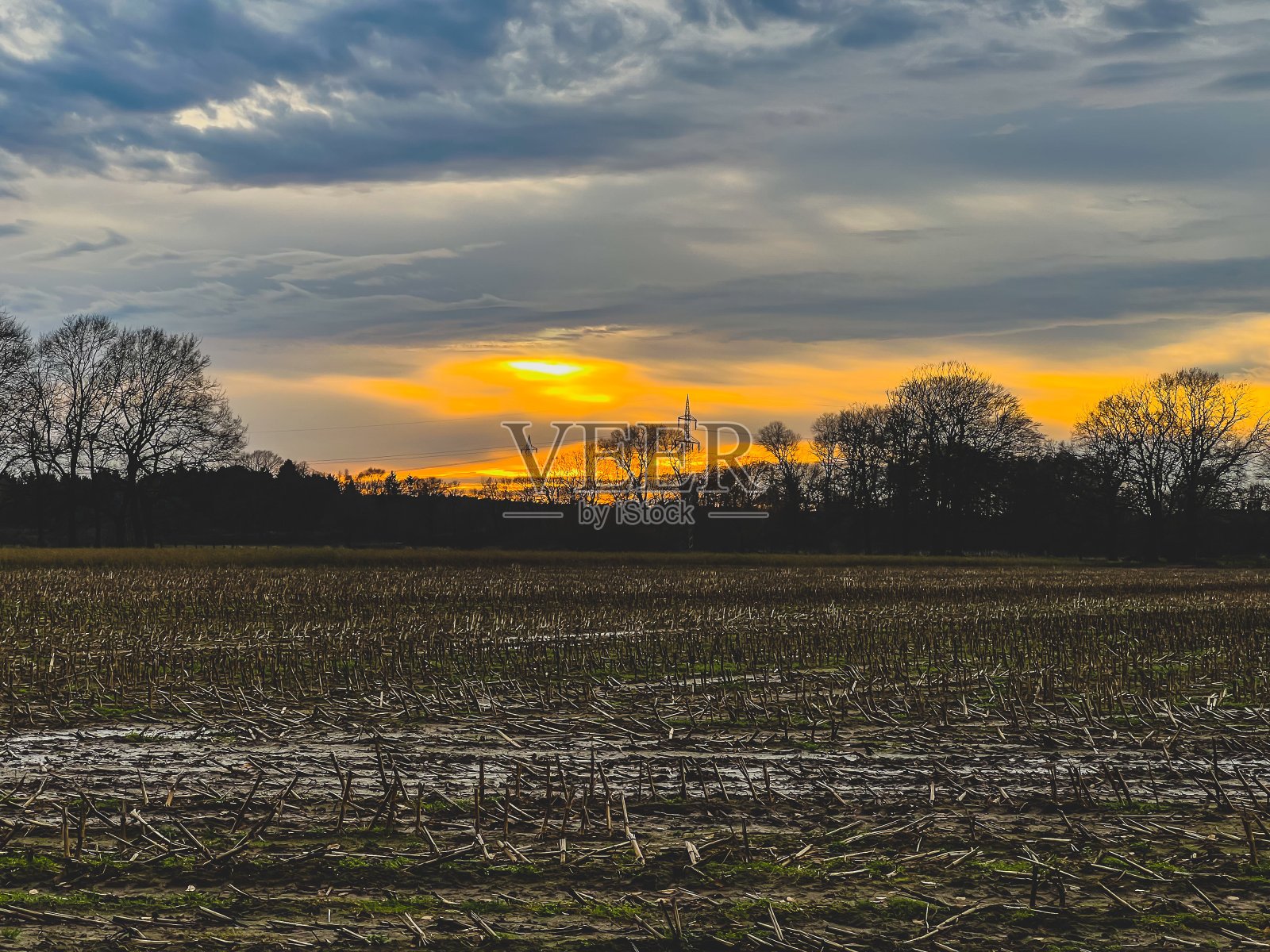 冬天傍晚的玉米地。照片摄影图片
