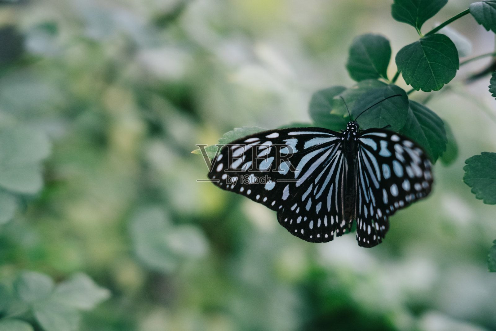 蝴蝶栖息在花朵和树叶上的图像照片摄影图片
