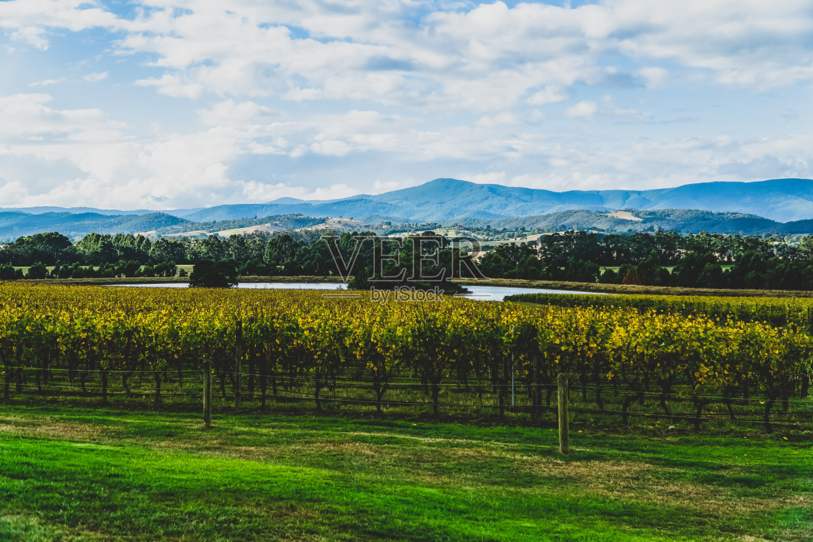 澳大利亚“亚拉谷”的一个葡萄酒种植园。照片摄影图片