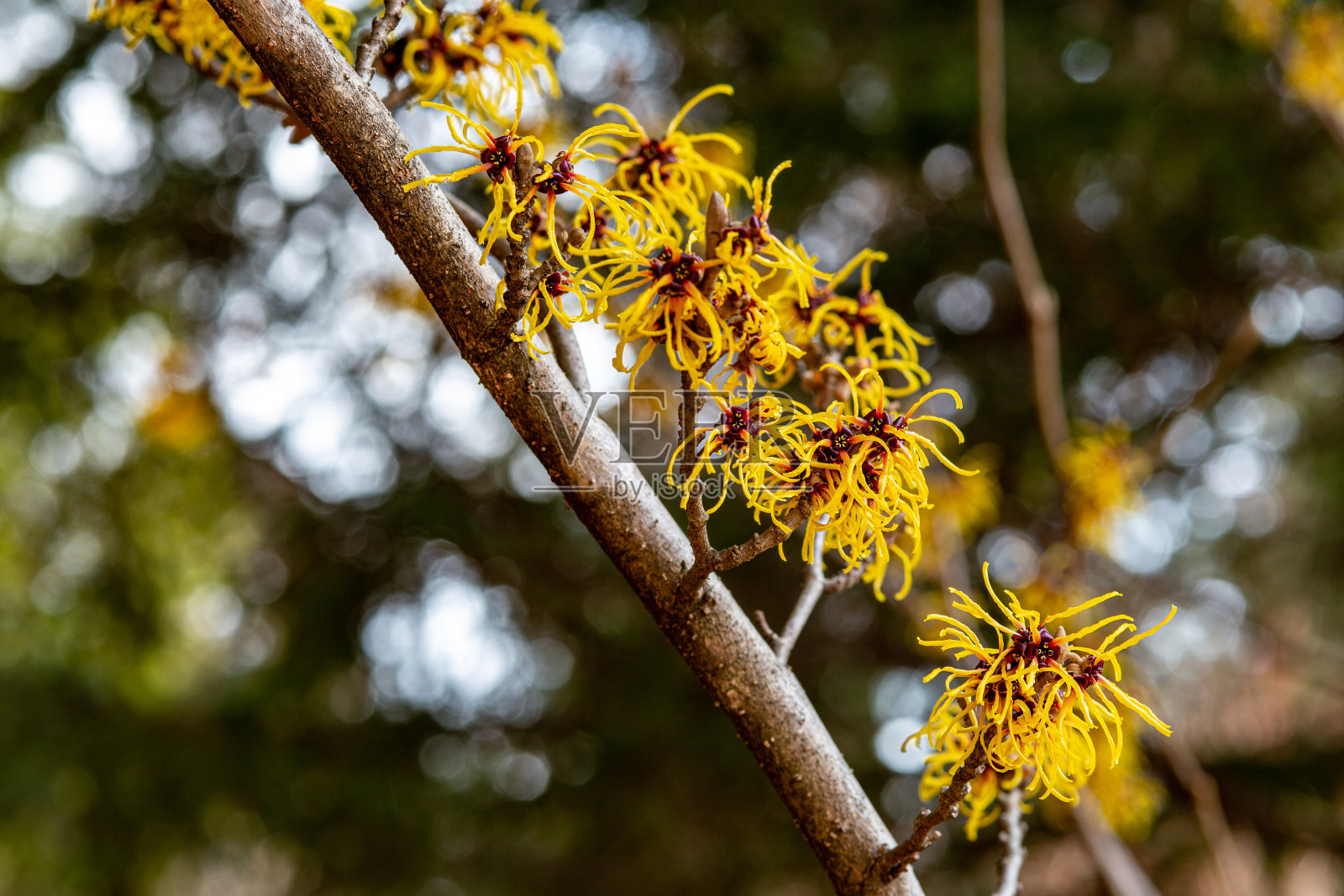 金缕梅那种美丽的黄色花朵在早春盛开。照片摄影图片