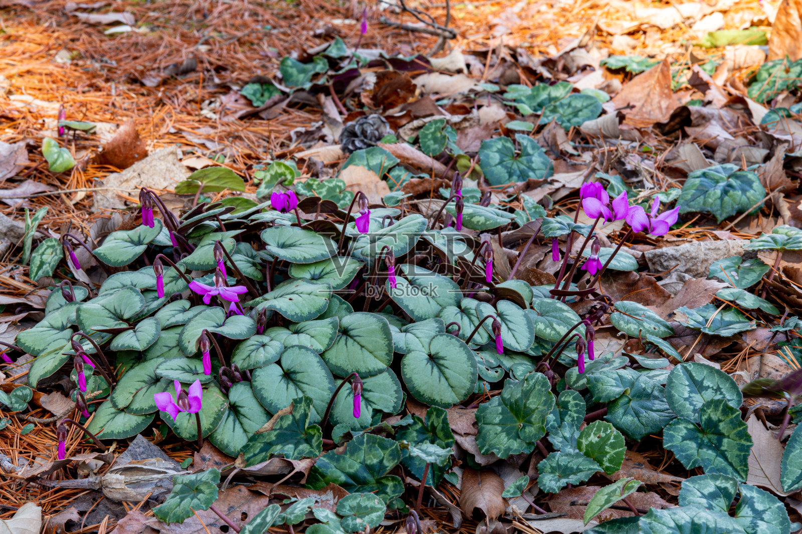 原来的仙客来花，在森林里盛开。照片摄影图片